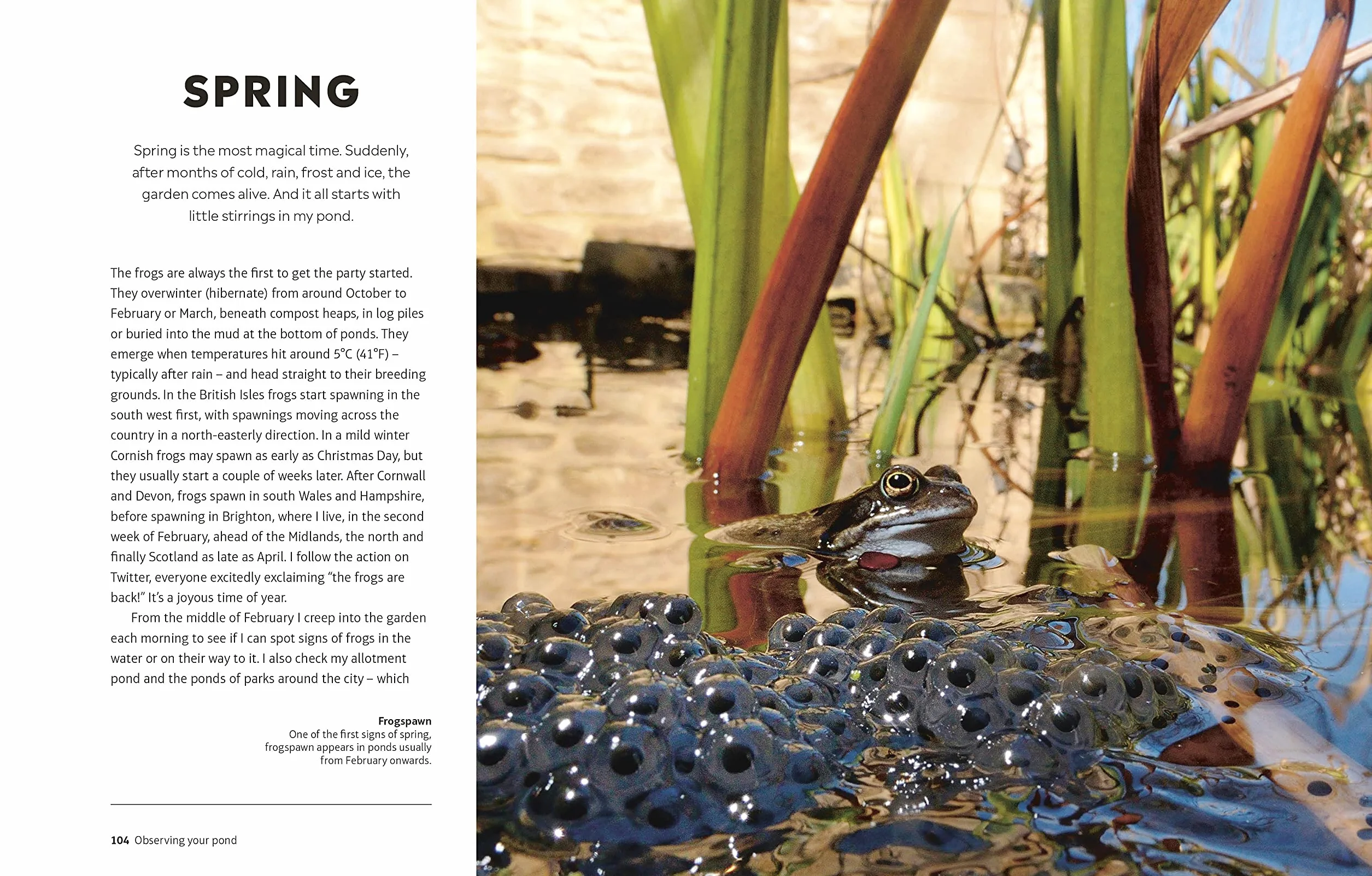 RHS How to Create a Wildlife Pond: Plan, Dig, and Enjoy a Natural Pond
