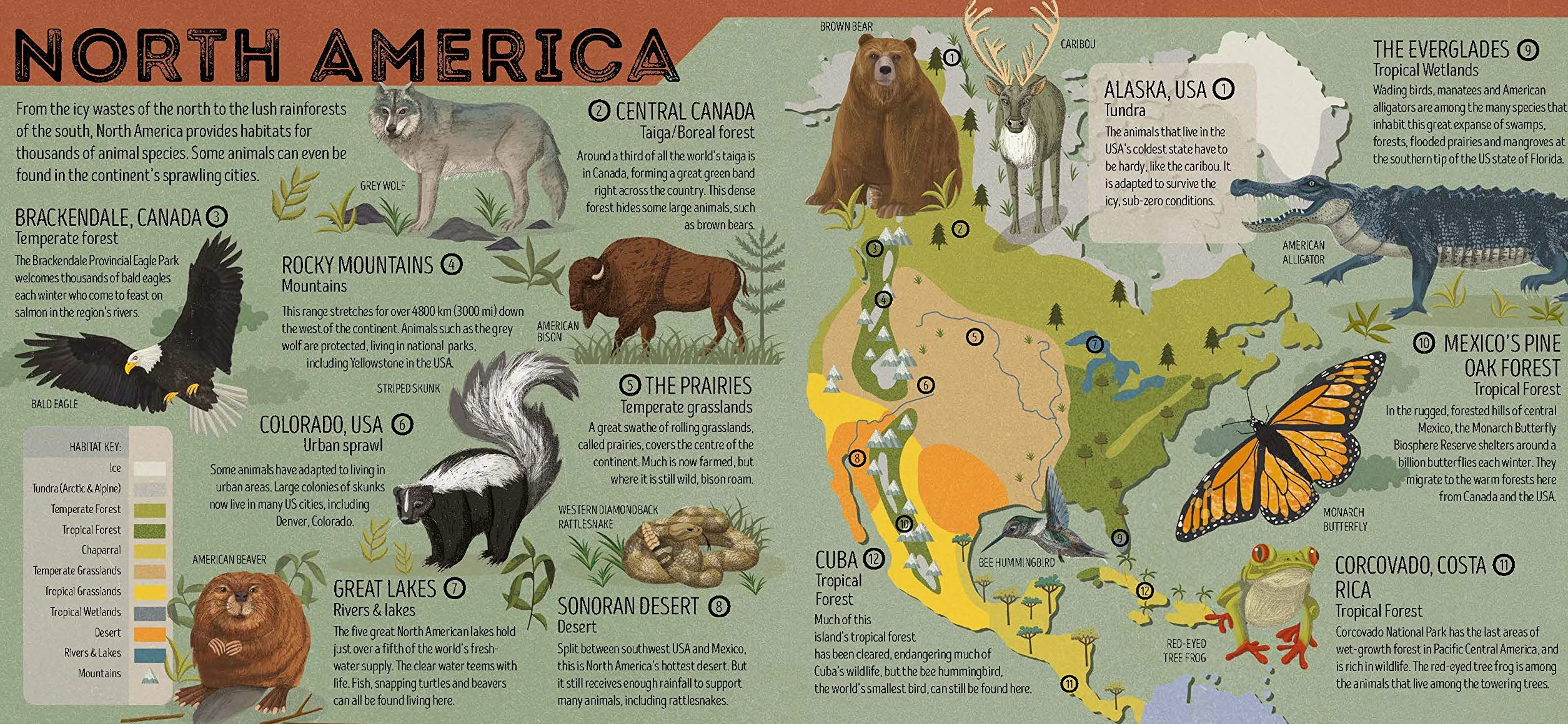 Lonely Planet Kids Animal Atlas: 1 (Creature Atlas): Amazing Facts & Fold Out Maps | Explore Creature Features From a Bear's Paw to a Baby Turtle | Packed with Beautiful Illustrations