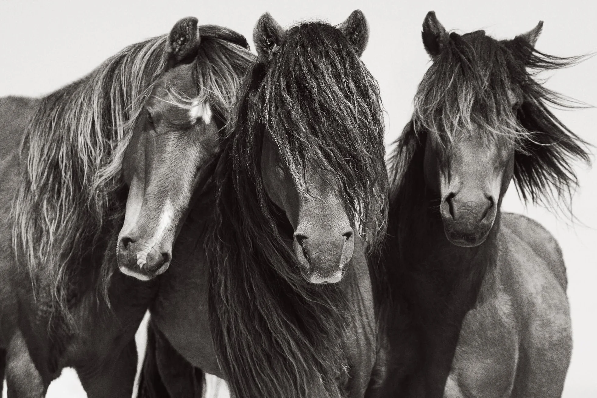 Untamed Spirits: Horses from Around the World