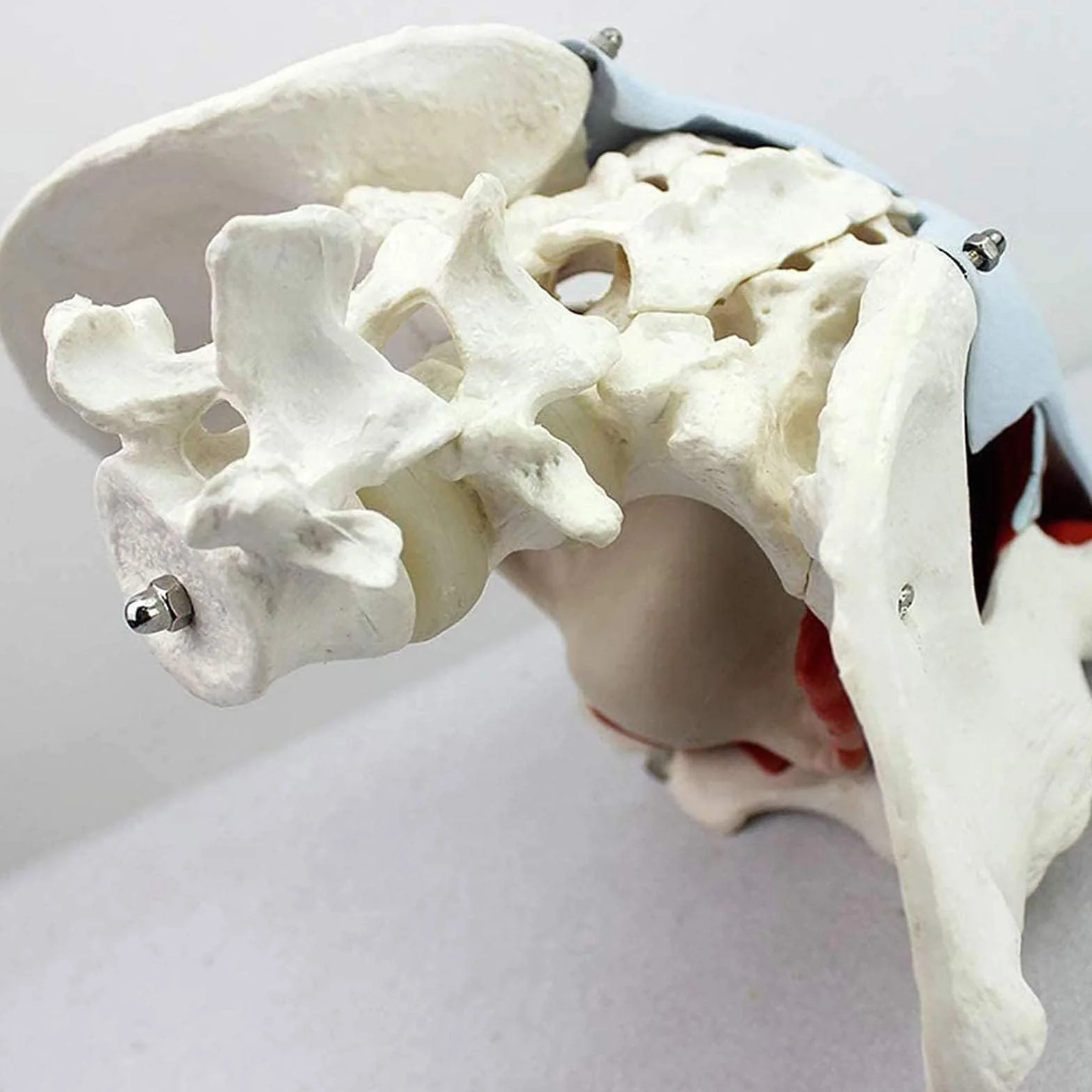 Medyczny anatomiczny model miednicy naturalnej naturalnej ze zdejmowanymi organami – model miednicy – żeński szkielet miednicy – model anatomiczny