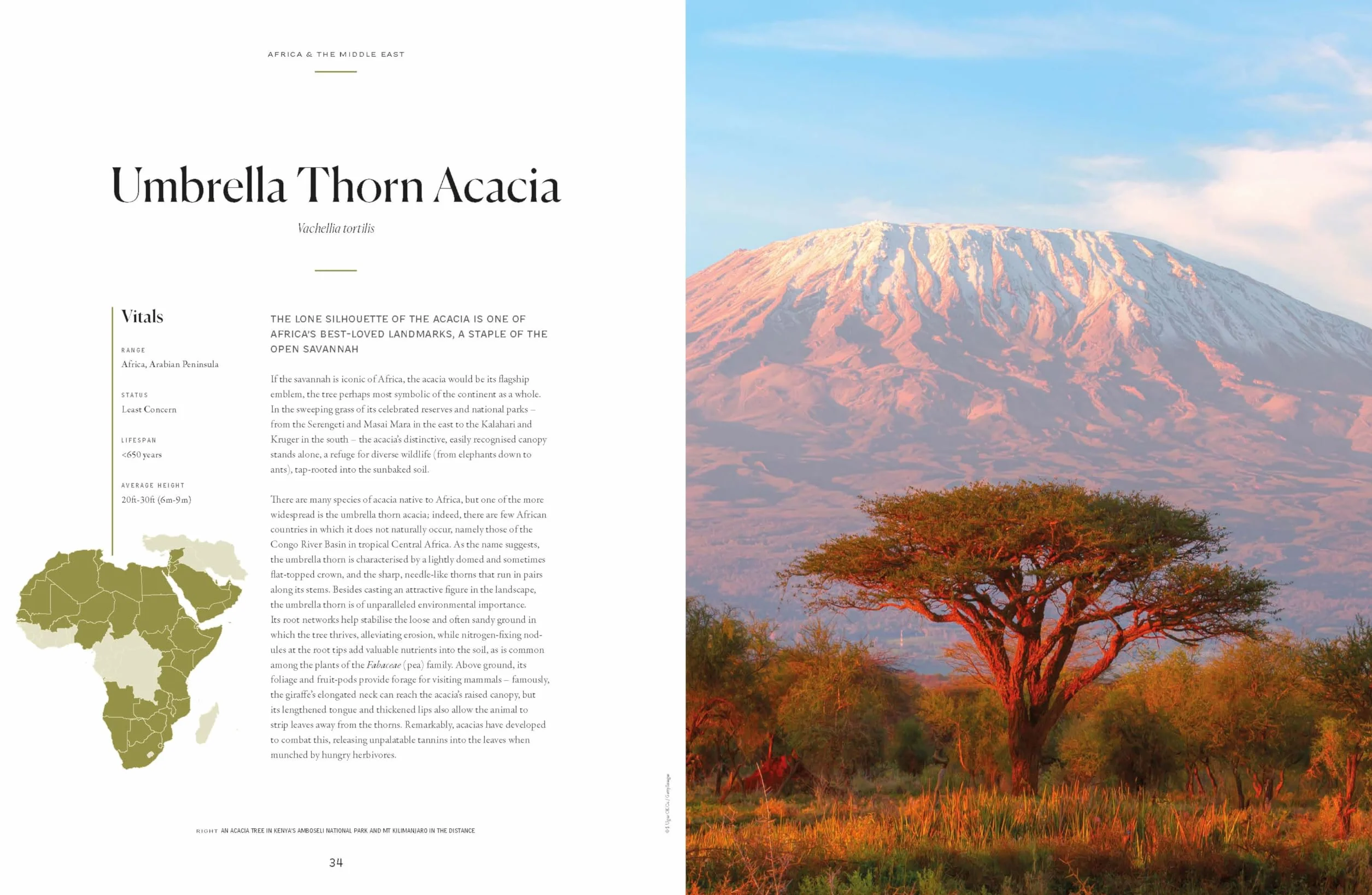 The Tree Atlas 1 -anglais-: 50 Magnificent Species Across the Planet | Practical Travel Advice to See Each Natural Wonder | Exquisite Photography & Illustrations