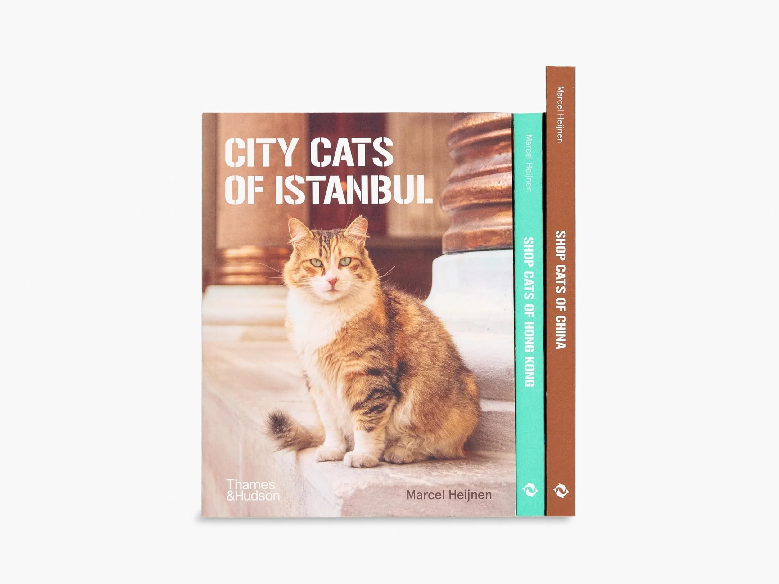 City Cats of Istanbul /anglais