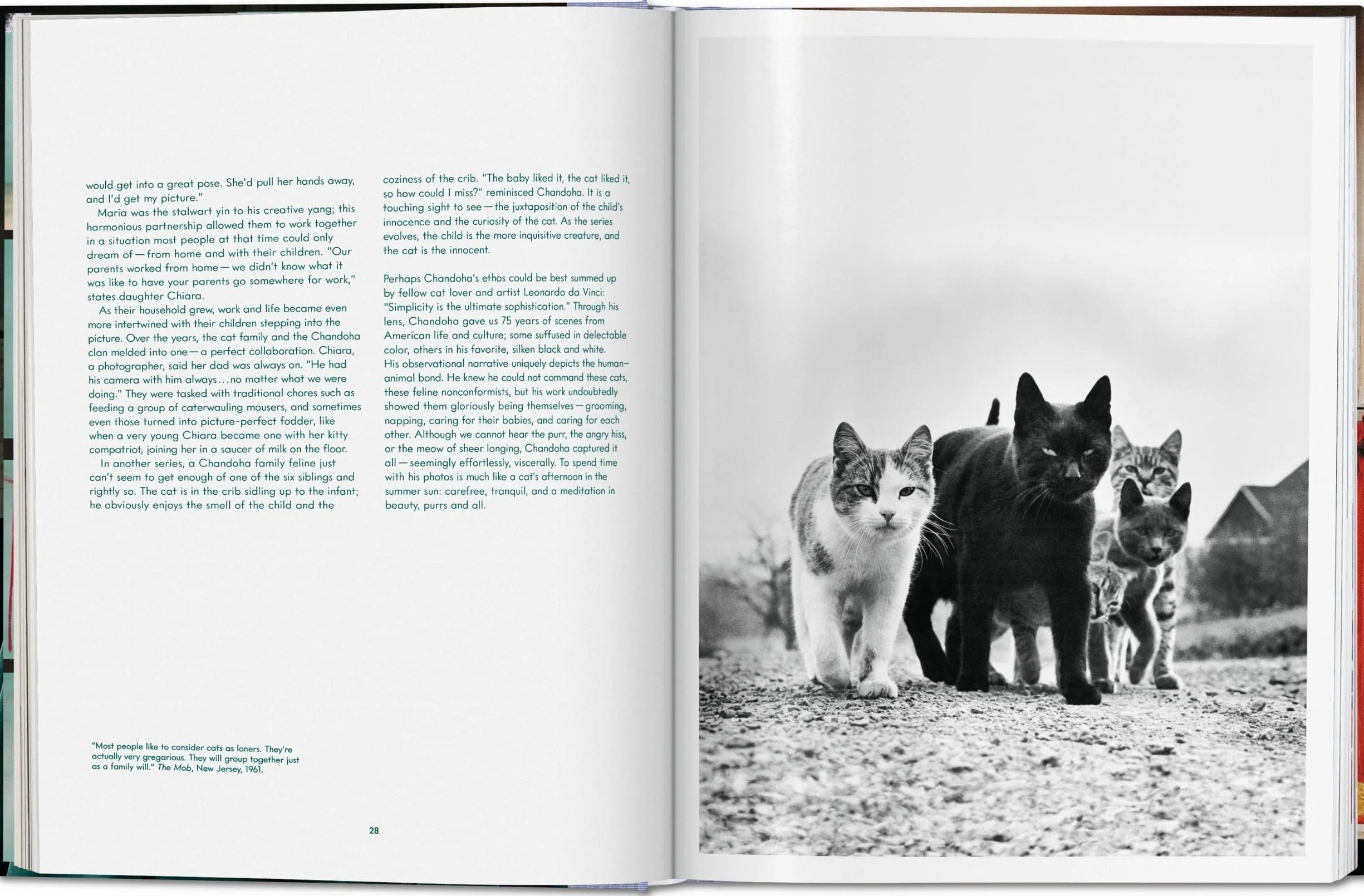 Cats Photographs 1942-2018