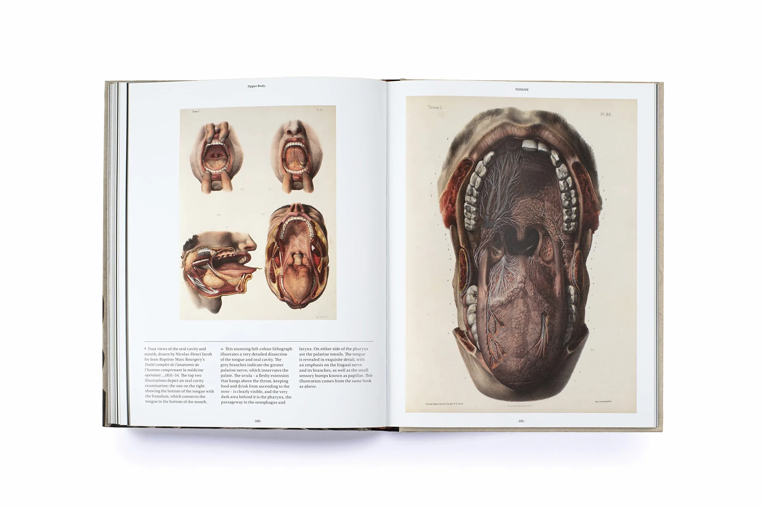 Anatomica: The Exquisite and Unsettling Art of Human Anatomy
