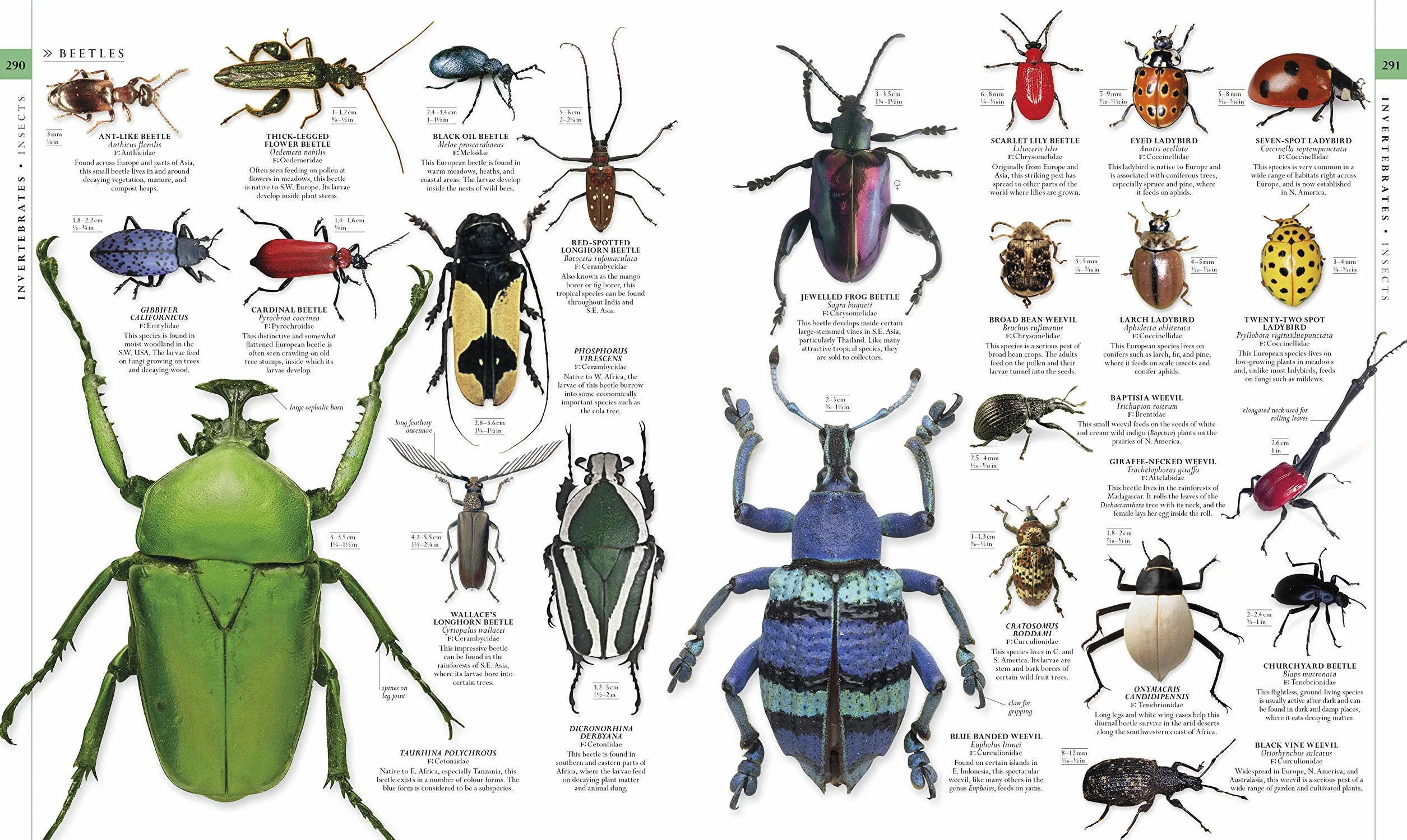 The Natural History Book: The Ultimate Visual Guide to Everything on Earth