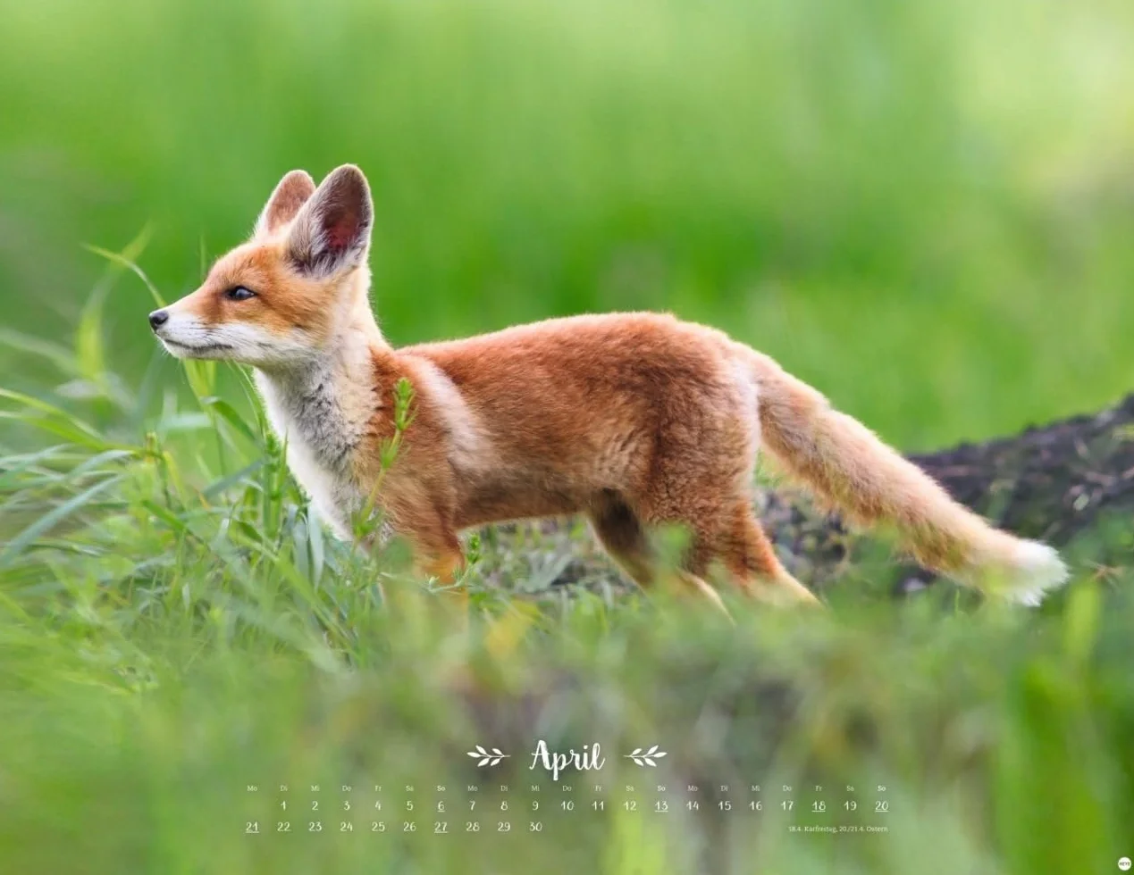 Vadim Trunov Märchenhaftes Waldleben Posterkalender 2025 Naturkalender 44 x 34 cm Querformat