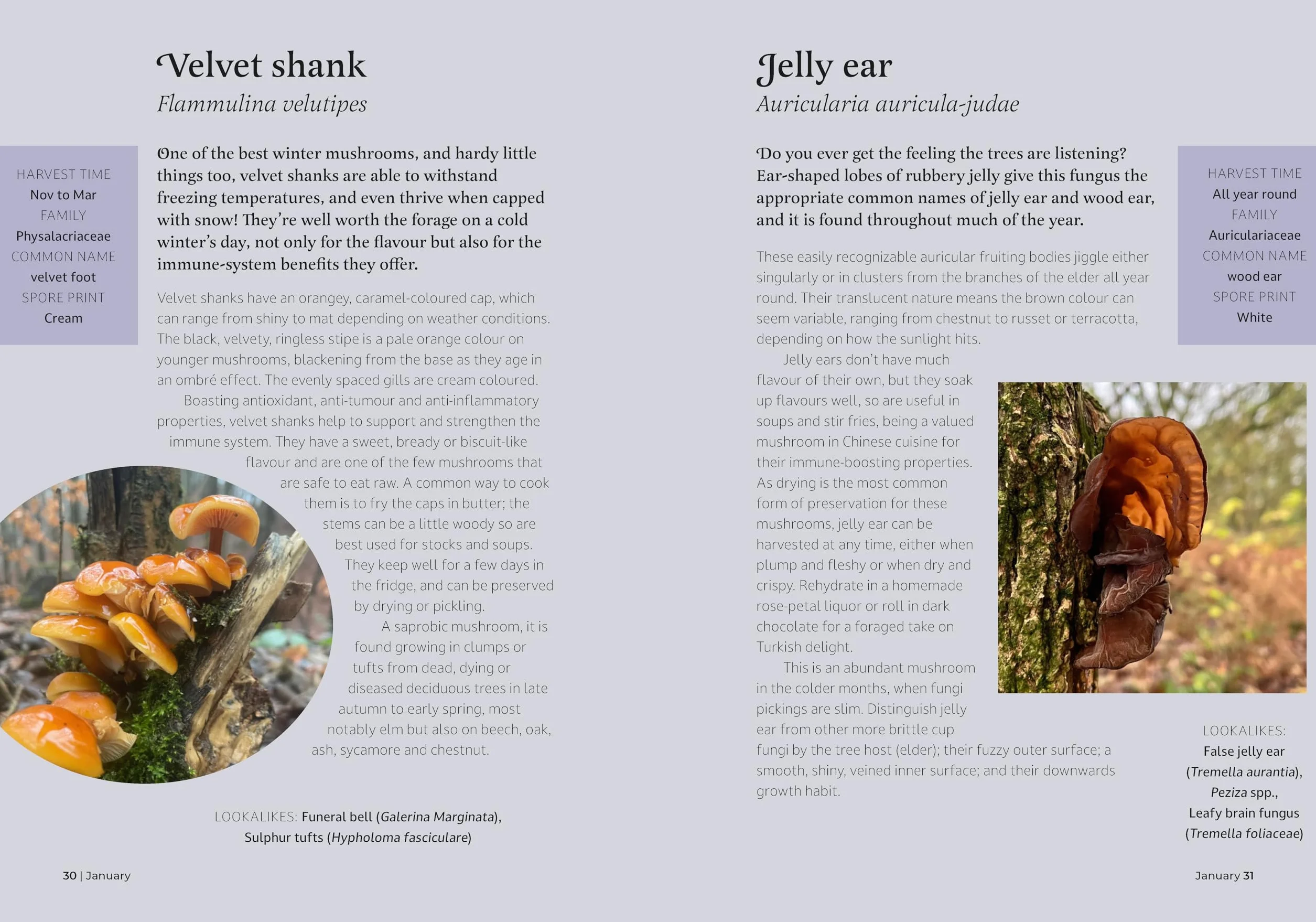 The Forager's Almanac: A Year of Sustainable Gathering, Growing, Recipes and Wildcraft