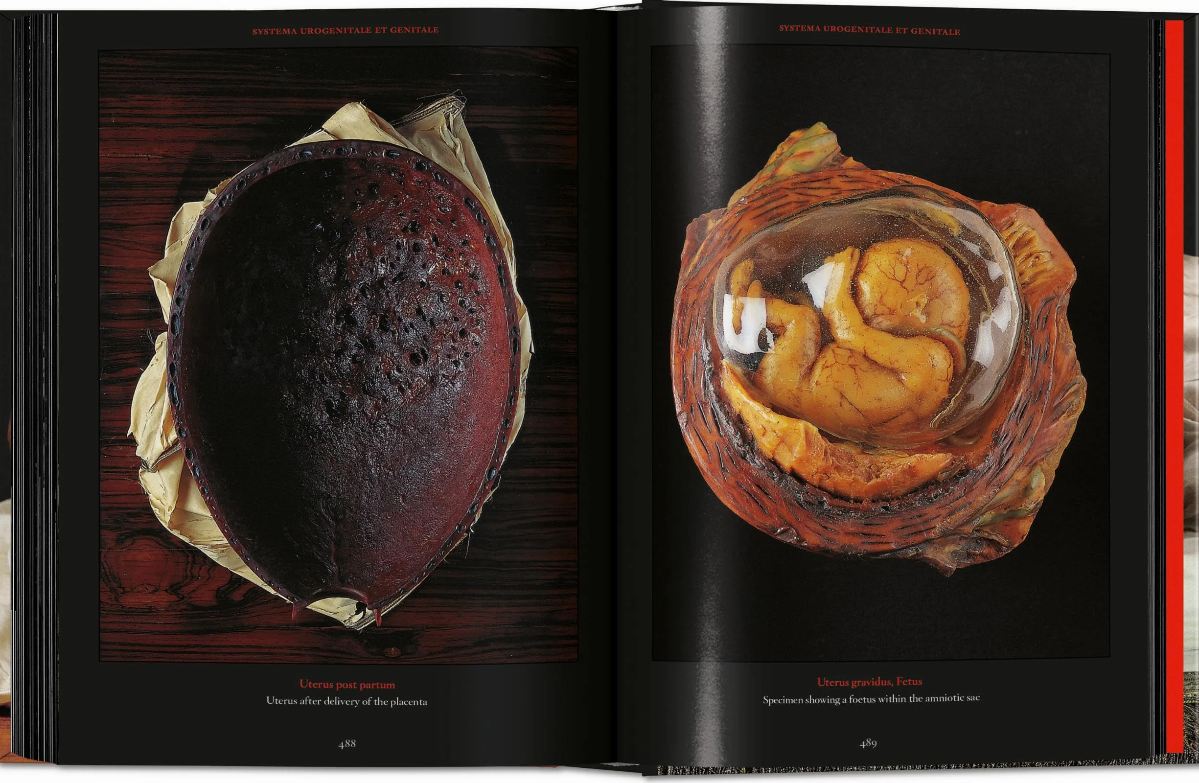 Anatomical Waxes. 45th Ed.