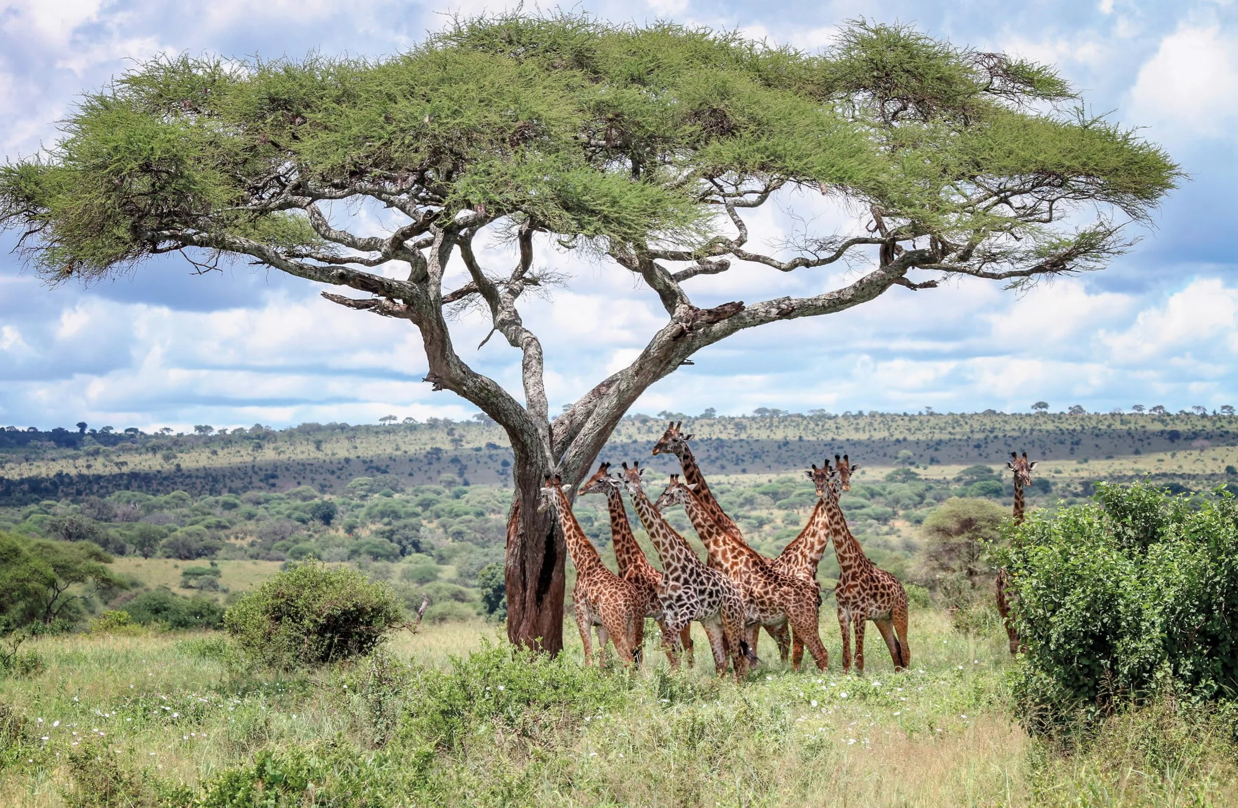 The Tree Atlas 1 -anglais-: 50 Magnificent Species Across the Planet | Practical Travel Advice to See Each Natural Wonder | Exquisite Photography & Illustrations