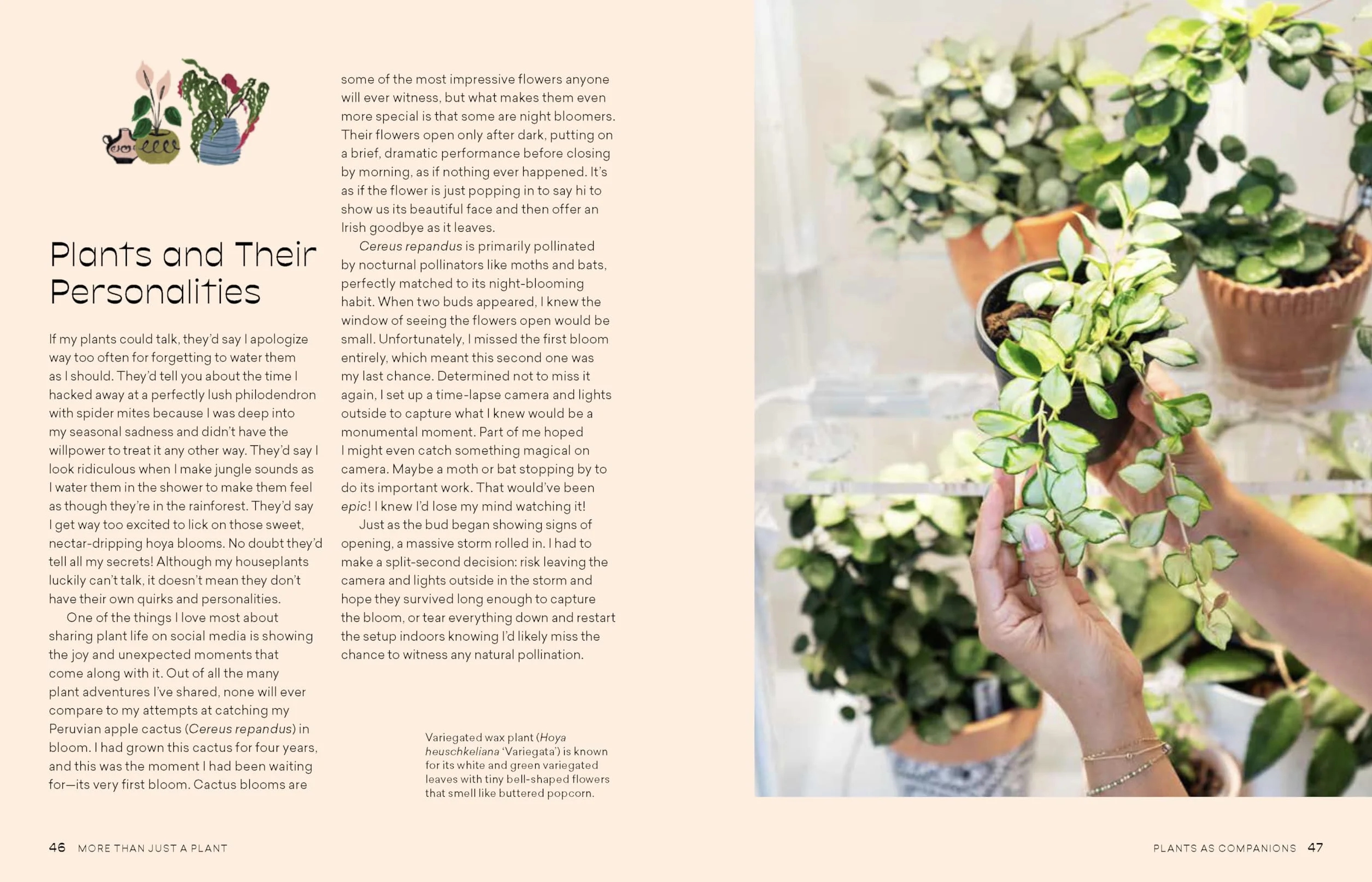 How to Care for Plants: Plant Care Guide