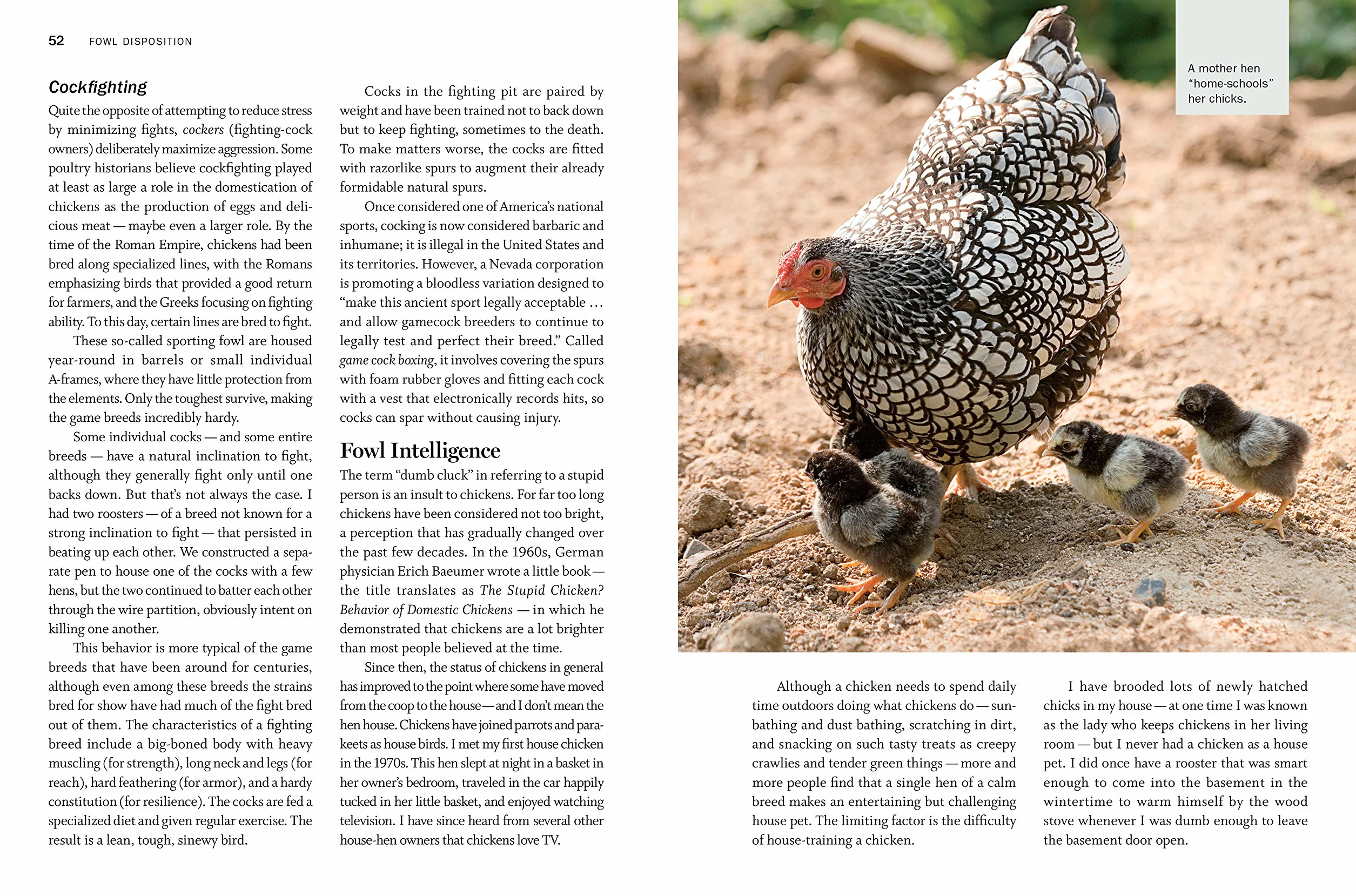 Storey's Guide to Raising Chickens, 4th Edition: Breed Selection, Facilities, Feeding, Health Care, Managing Layers & Meat Birds