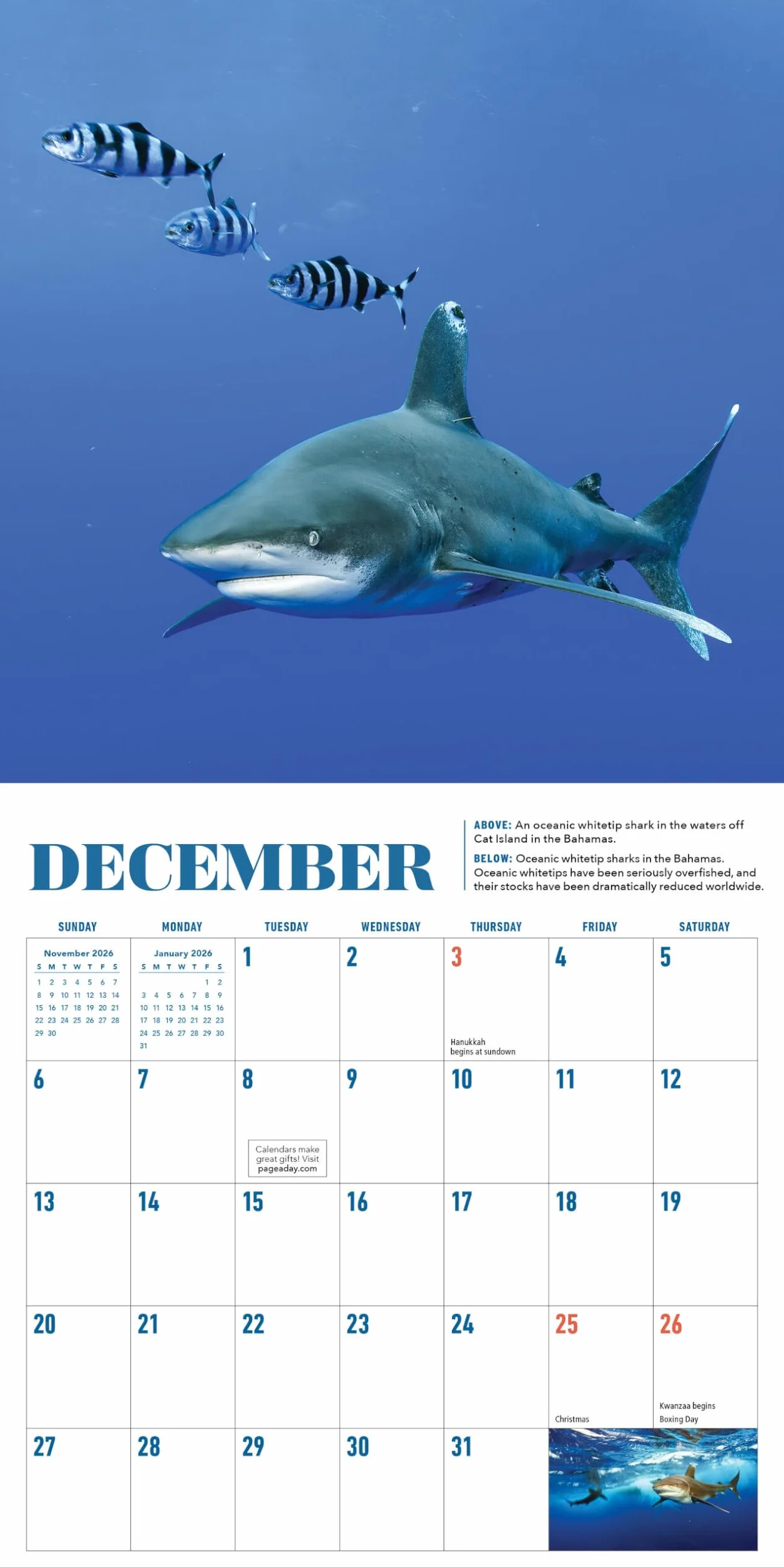 Shark Mini Wall Calendar 2026