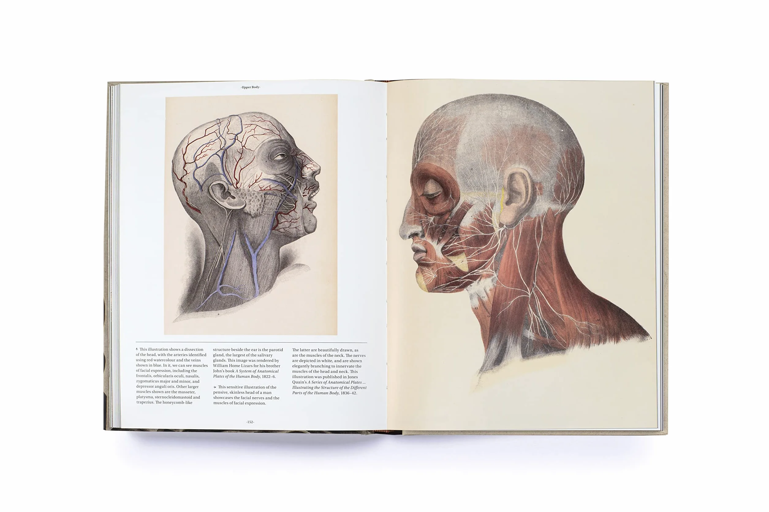 Anatomica: The Exquisite and Unsettling Art of Human Anatomy