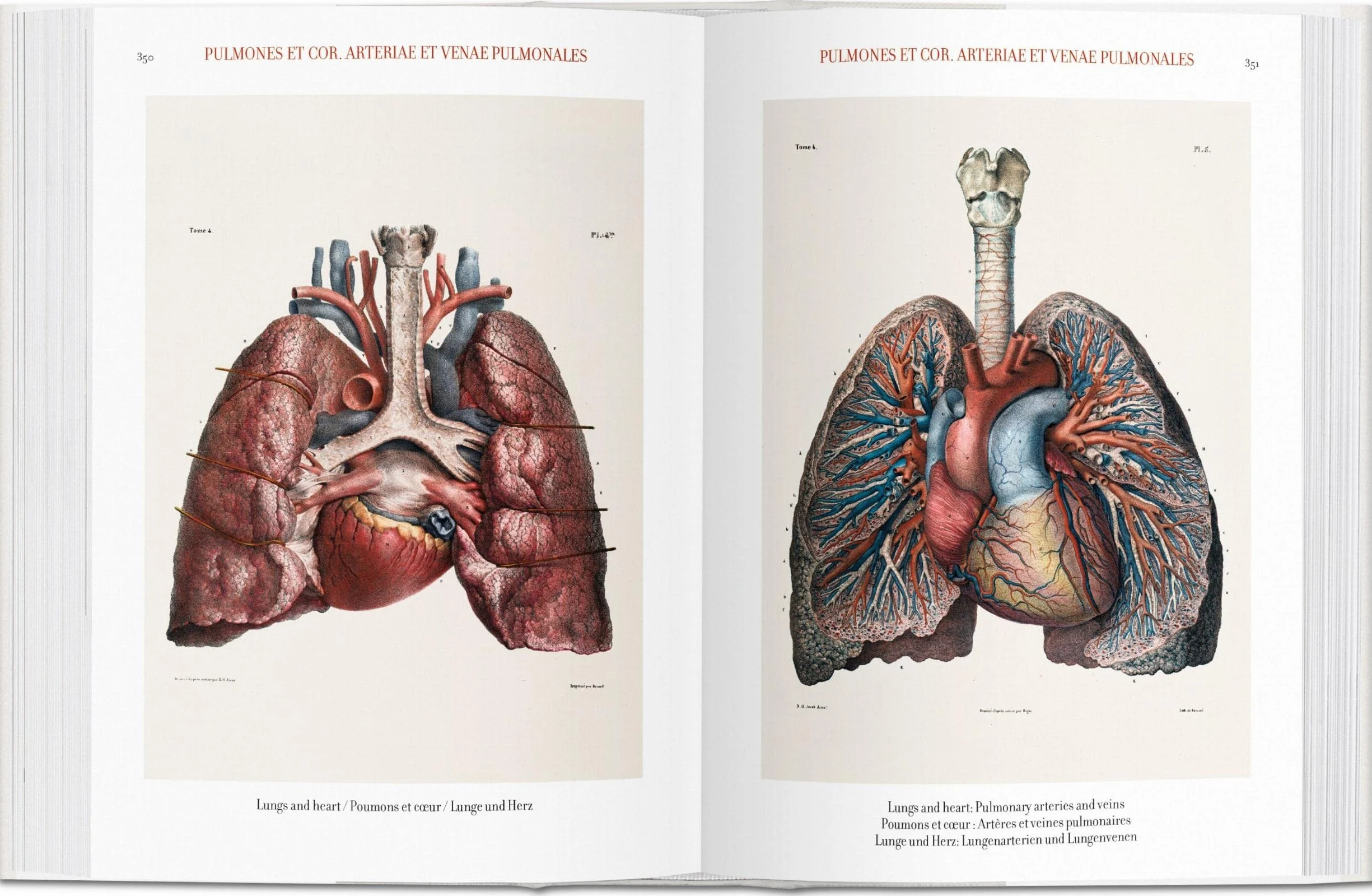 Bu-bourgery atlas of anatomy - italien - espagnol - portugais -: Atlas de anatomía humana y cirugía