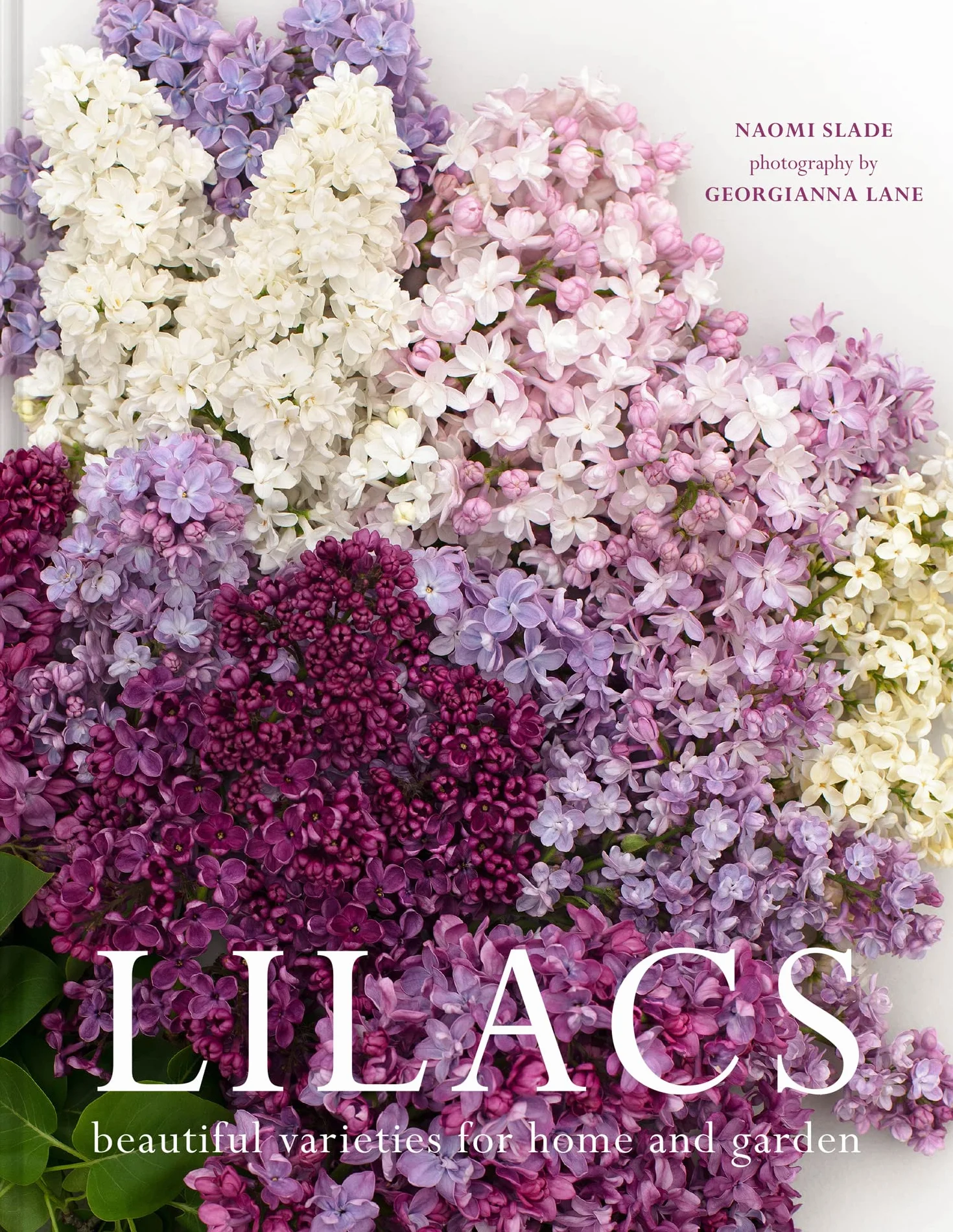 Lilacs: The Ultimate Flower Guide for Growing, Flowering & Cutting Varieties