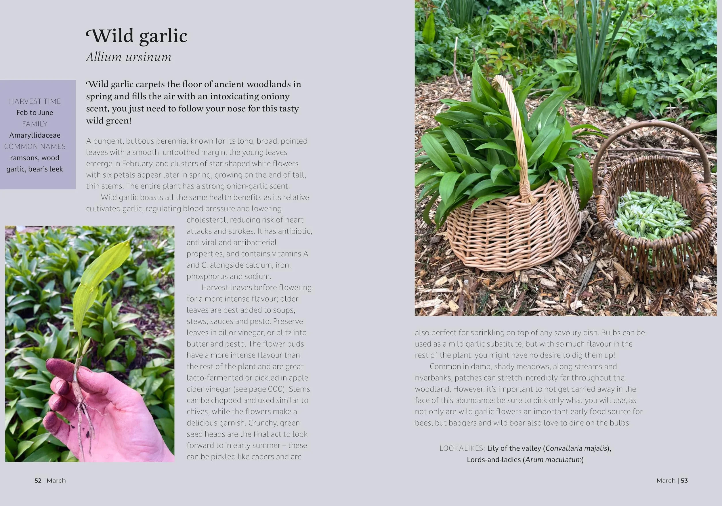 The Forager's Almanac: A Year of Sustainable Gathering, Growing, Recipes and Wildcraft
