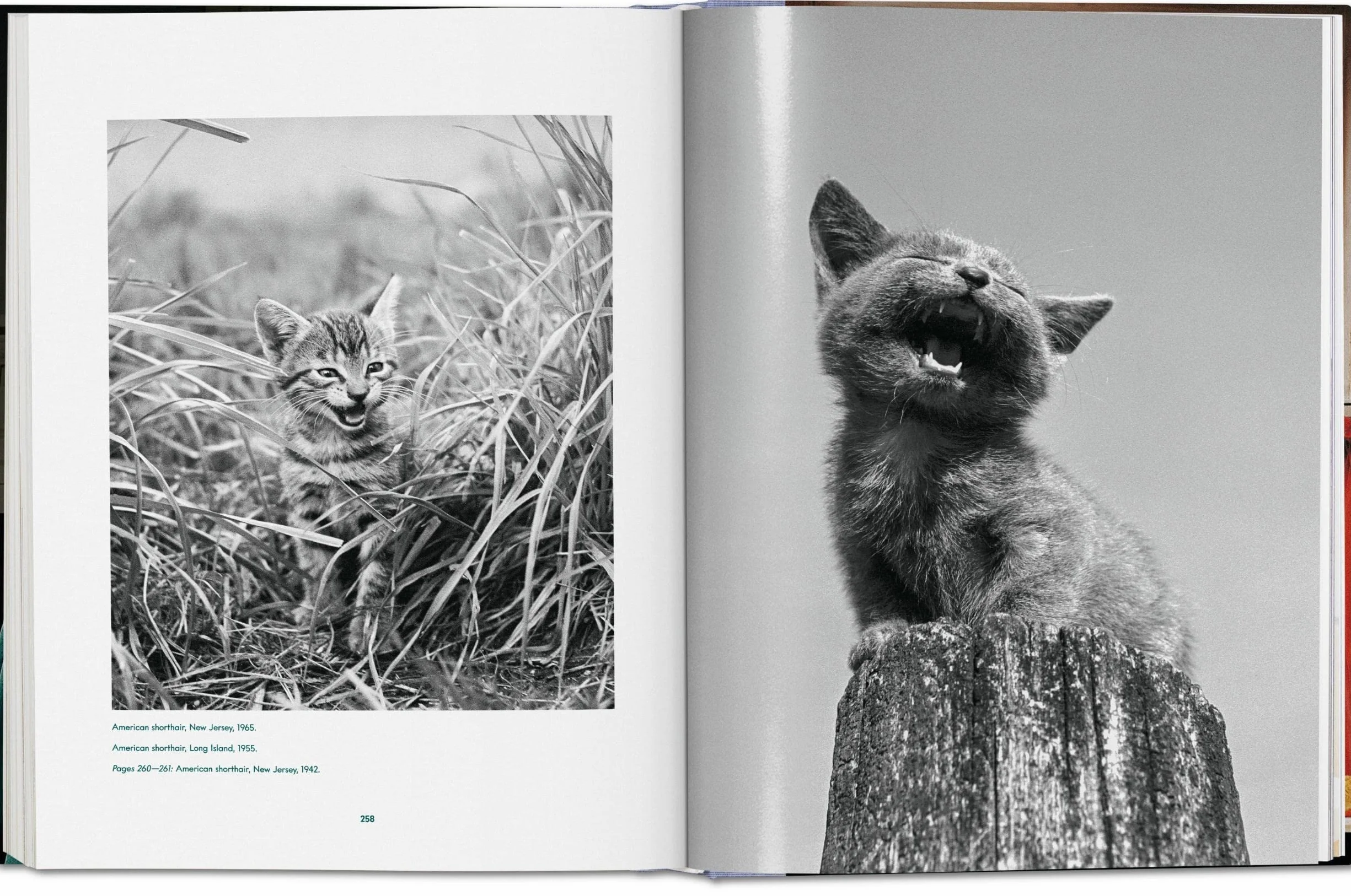 Cats Photographs 1942-2018