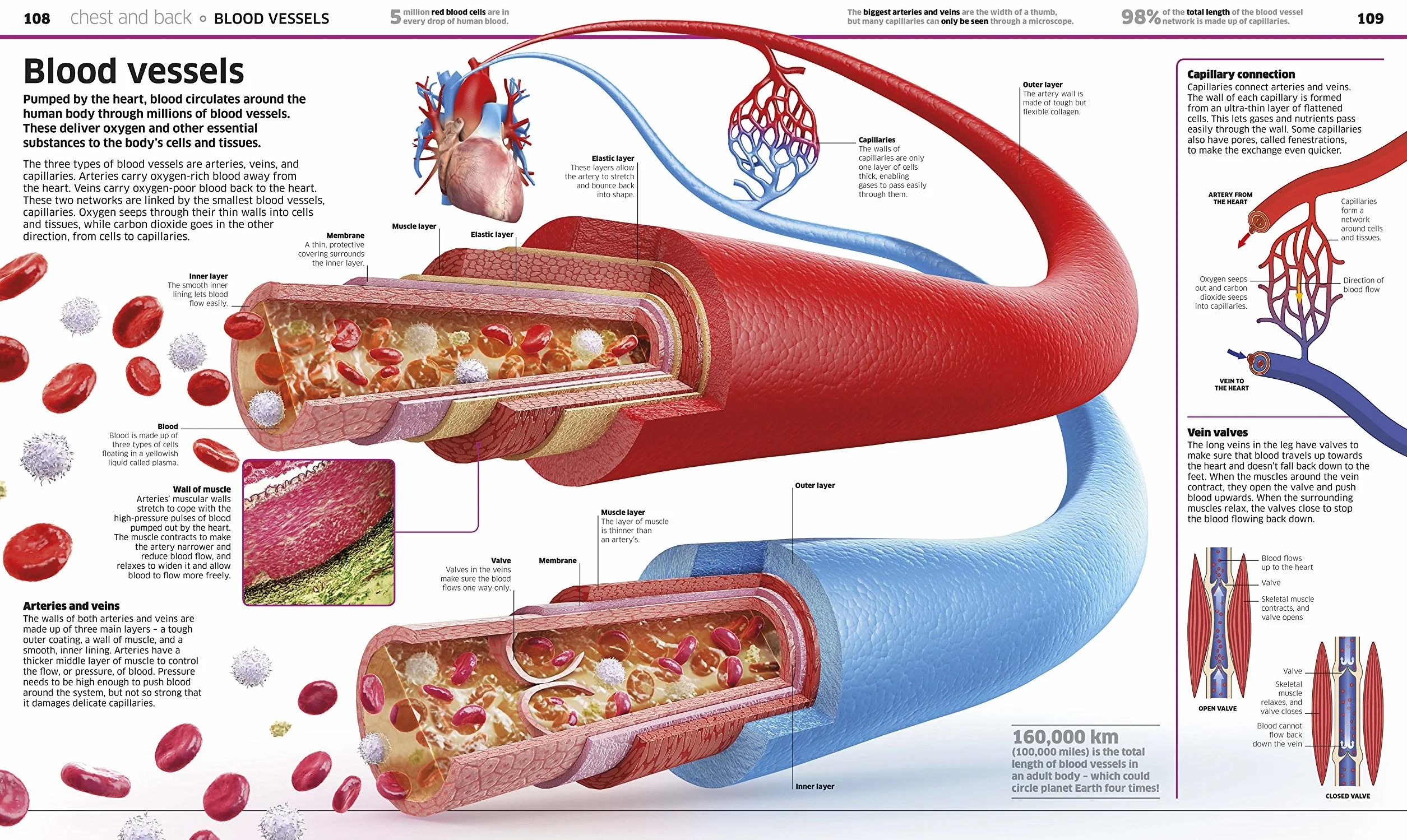 Knowledge Encyclopedia Human Body! (Knowledge Encyclopedias): Human Anatomy as You've Never Seen It Before