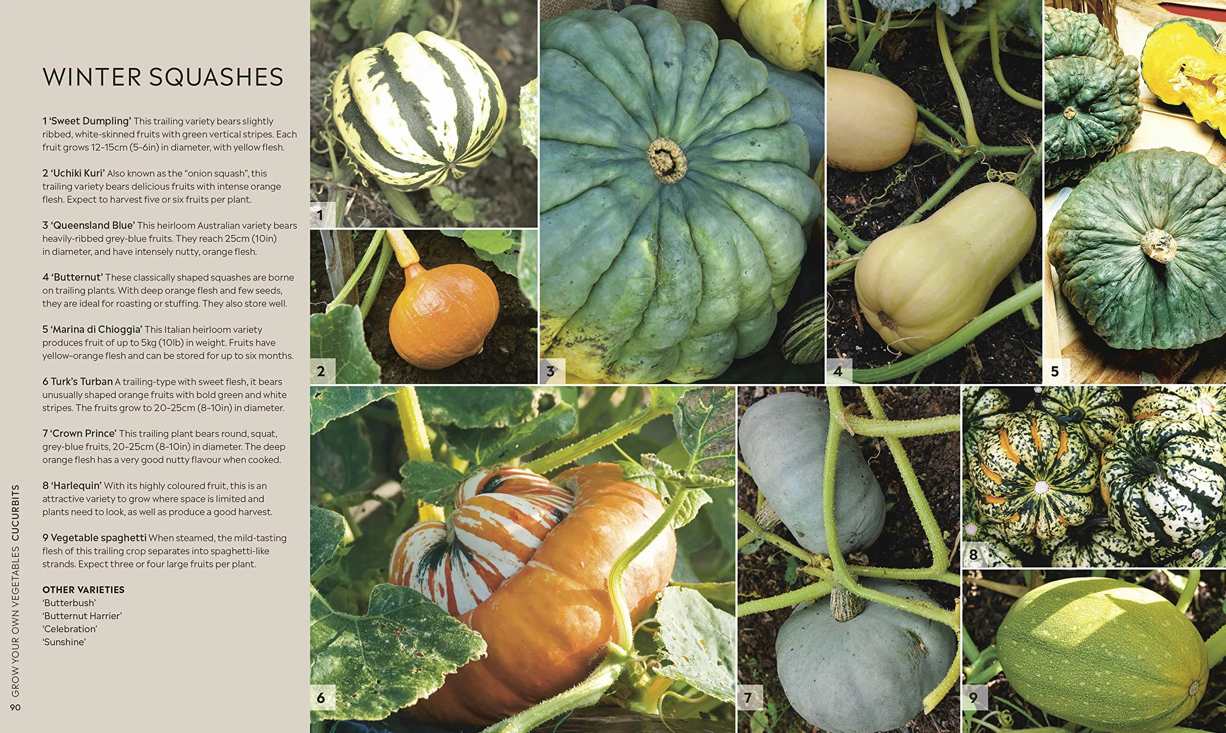 RHS Step-by-Step Veg Patch: Foolproof Guide to Growing Fruit & Veg