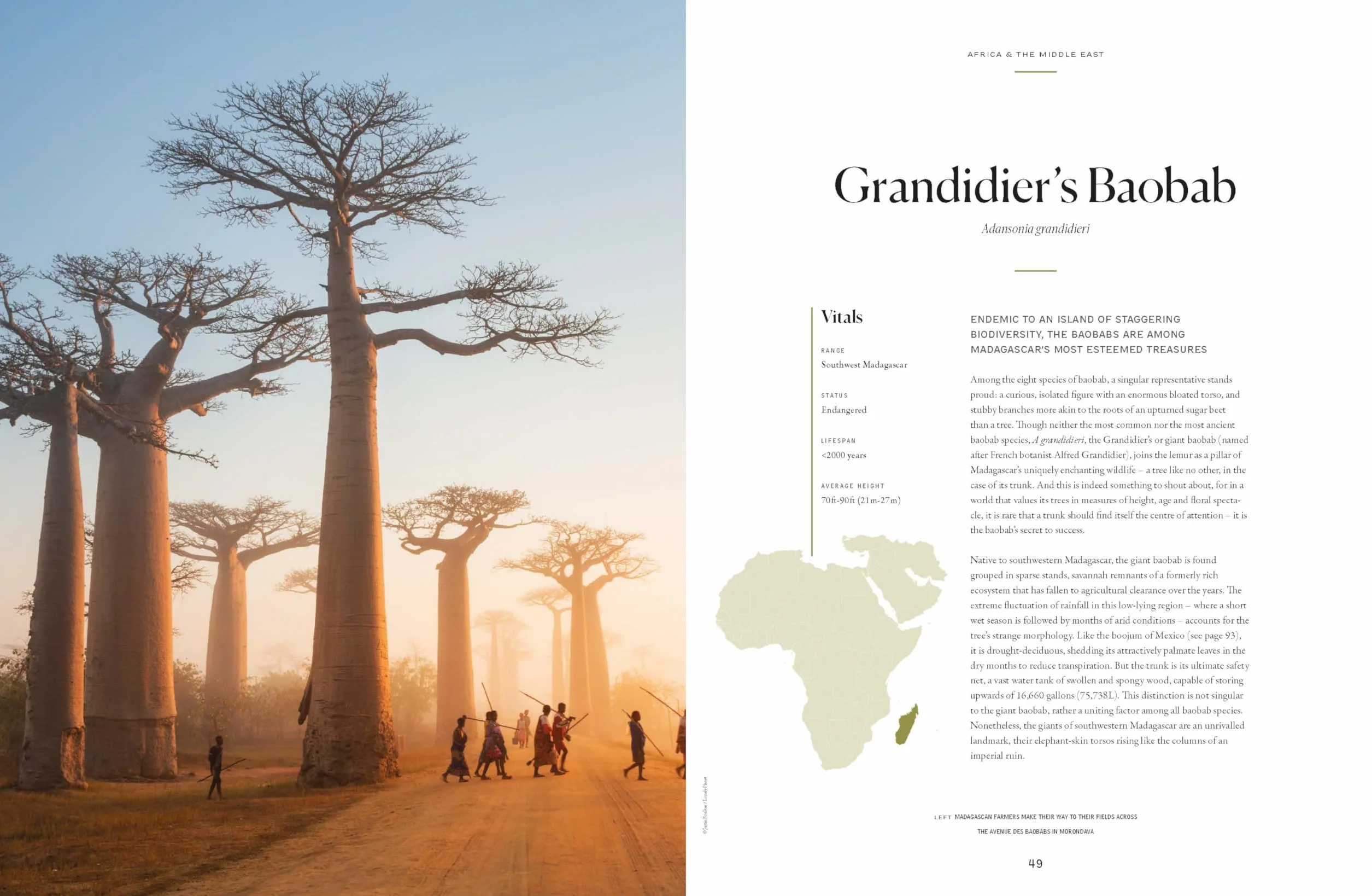 The Tree Atlas 1 -anglais-: 50 Magnificent Species Across the Planet | Practical Travel Advice to See Each Natural Wonder | Exquisite Photography & Illustrations