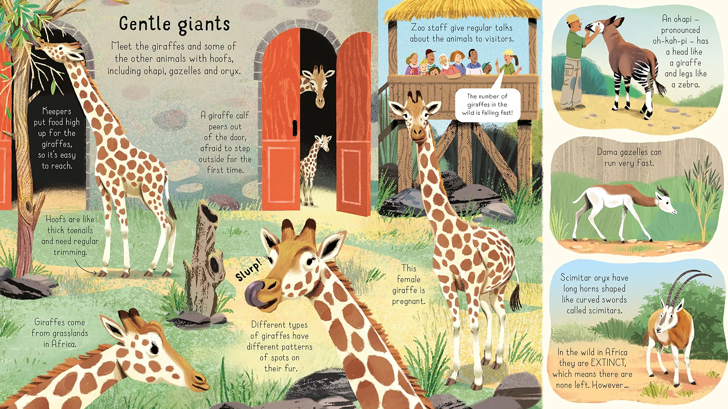 Look Inside a Zoo