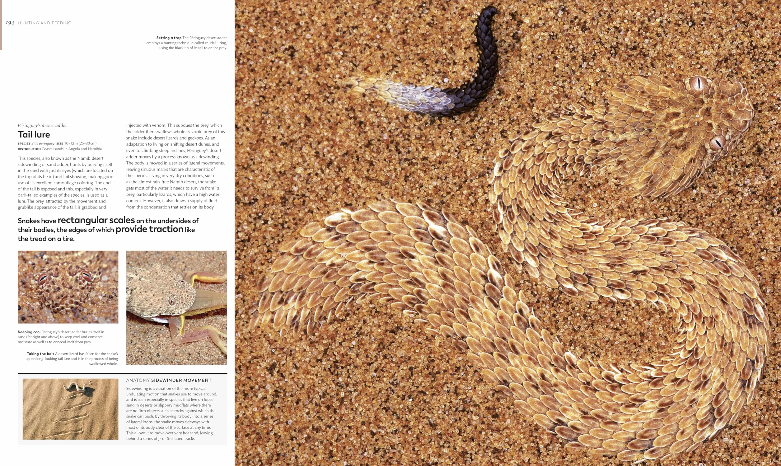 Animal Behavior: Stories of Instinct, Intelligence, and Adaptation