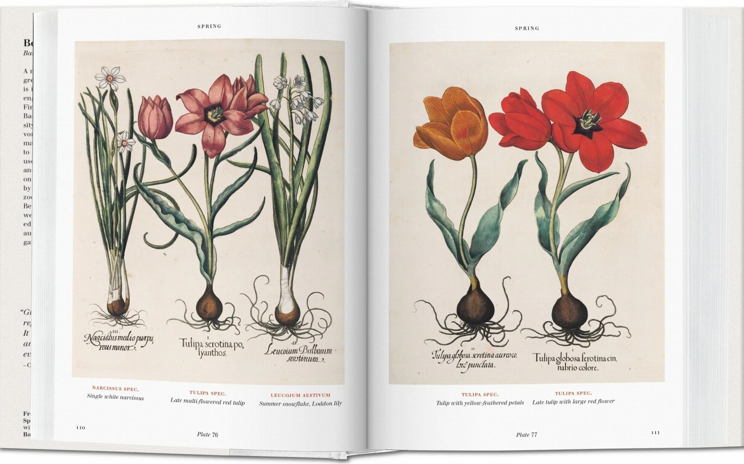 Basilius beslers florilegium the book of plants anglais