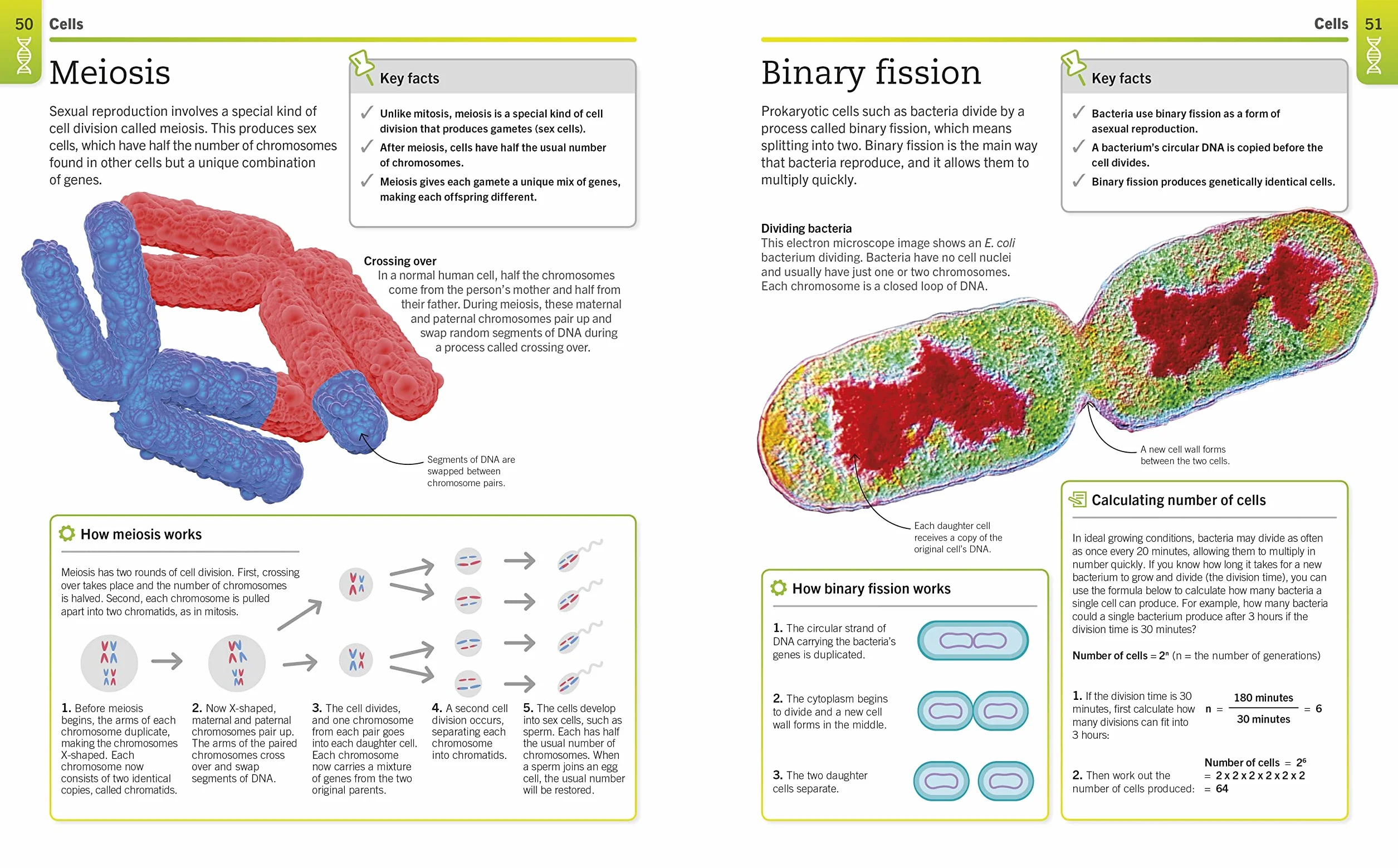 Super Simple Biology: The Ultimate Bitesize Study Guide
