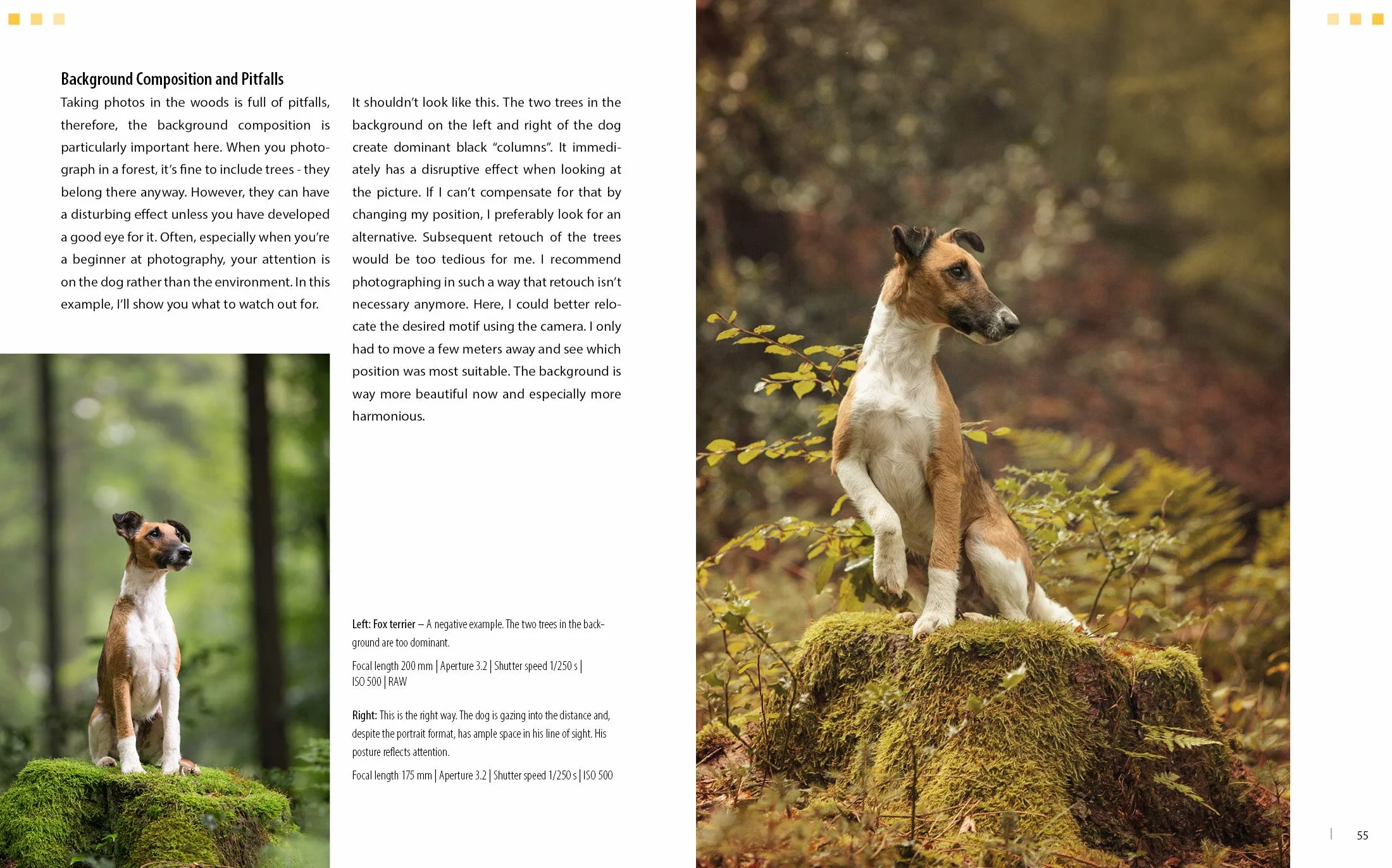 Dog Photography Shooting with Bow Wow Effect