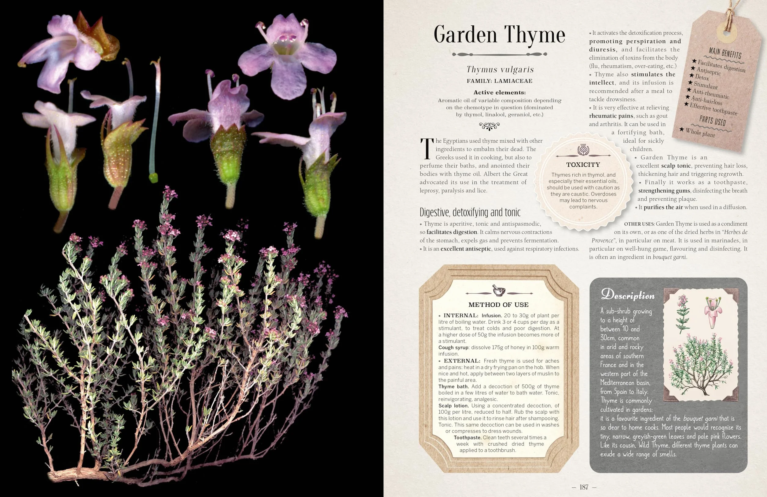100 Plants That Heal: The Illustrated Herbarium of Medicinal Plants