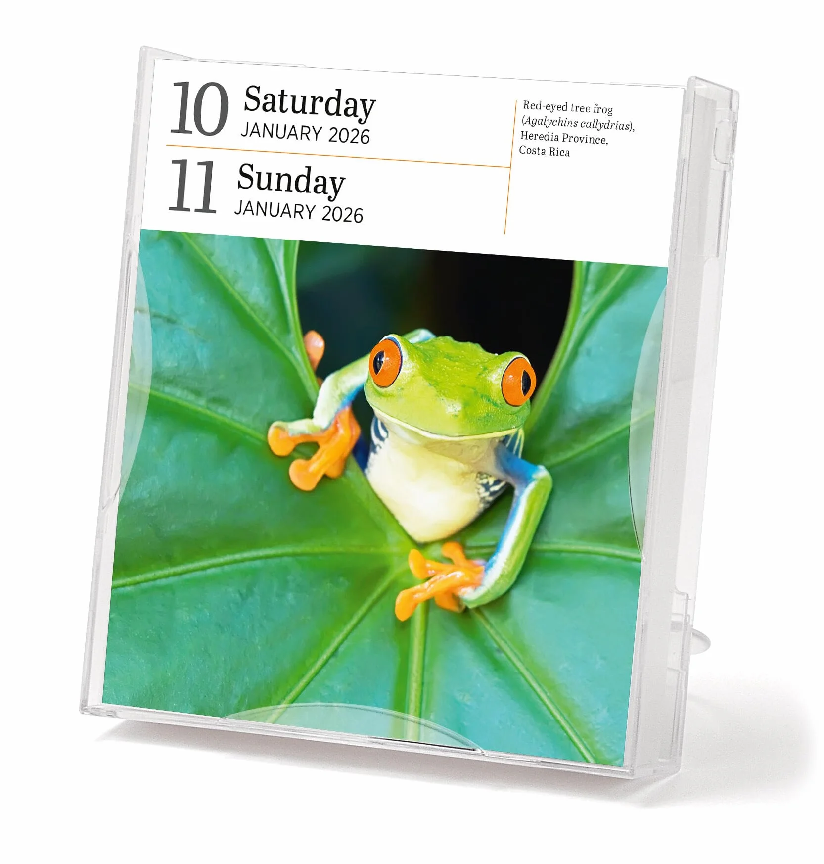 Audubon Nature Page-A-Day® Gallery Calendar 2026