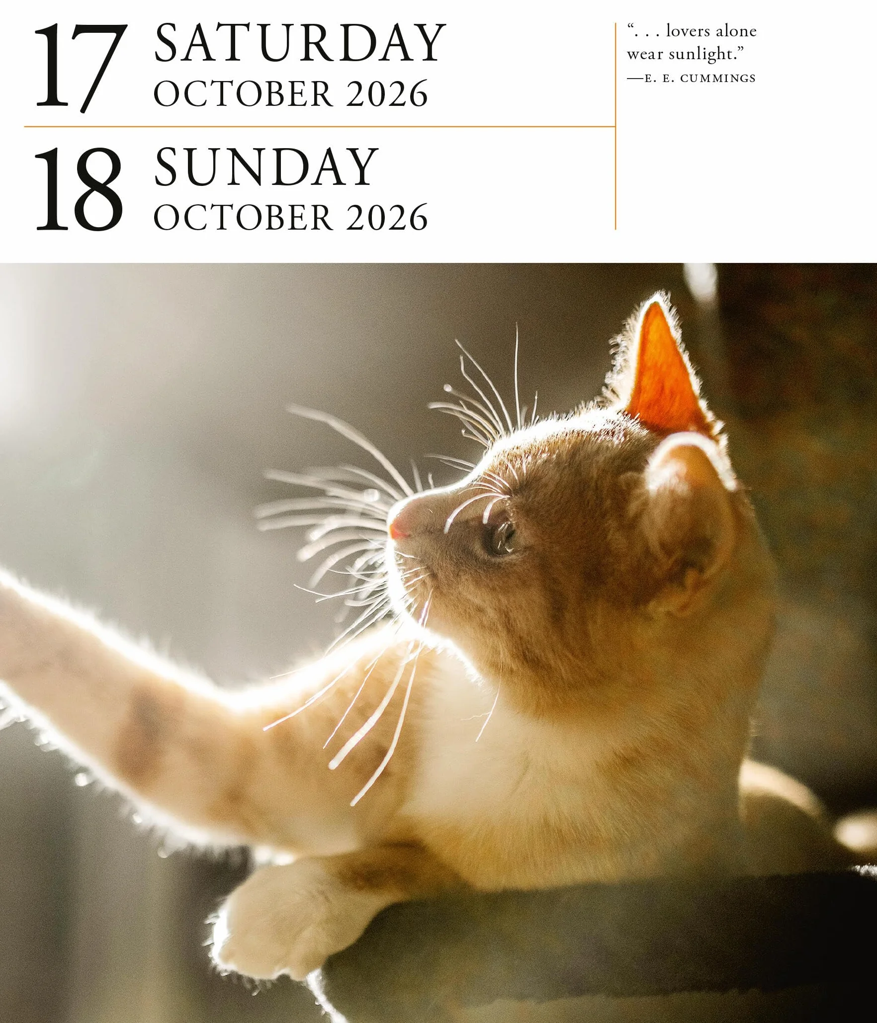 Cat Page-A-Day® Gallery Calendar 2026