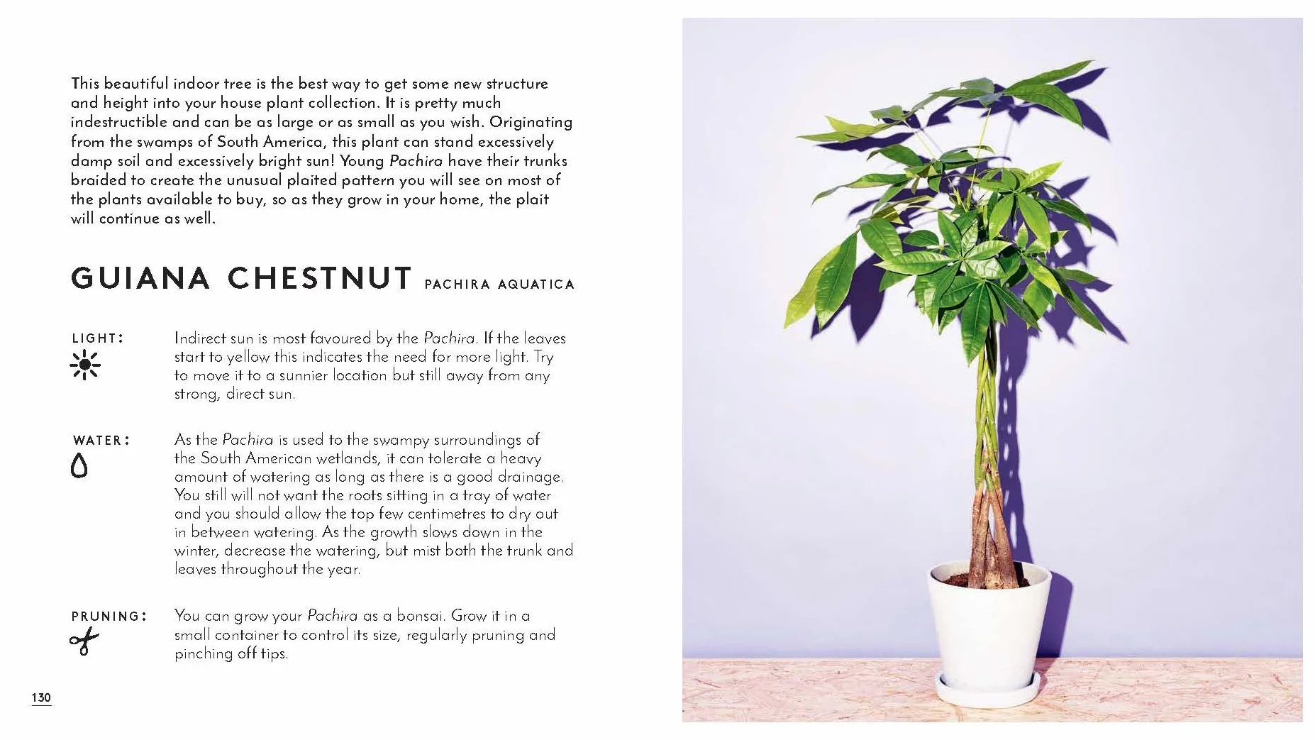 Little Book of House Plants and Other Greenery