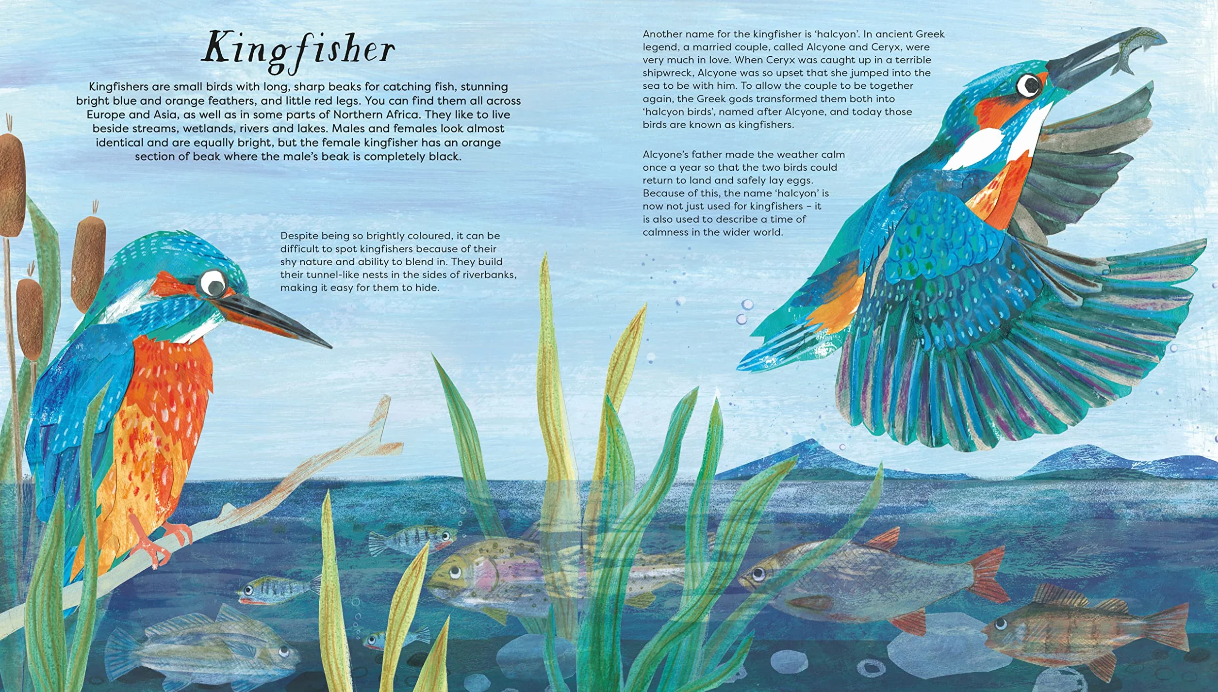 National Trust: Birds of a Feather: Press out and learn about 10 beautiful birds