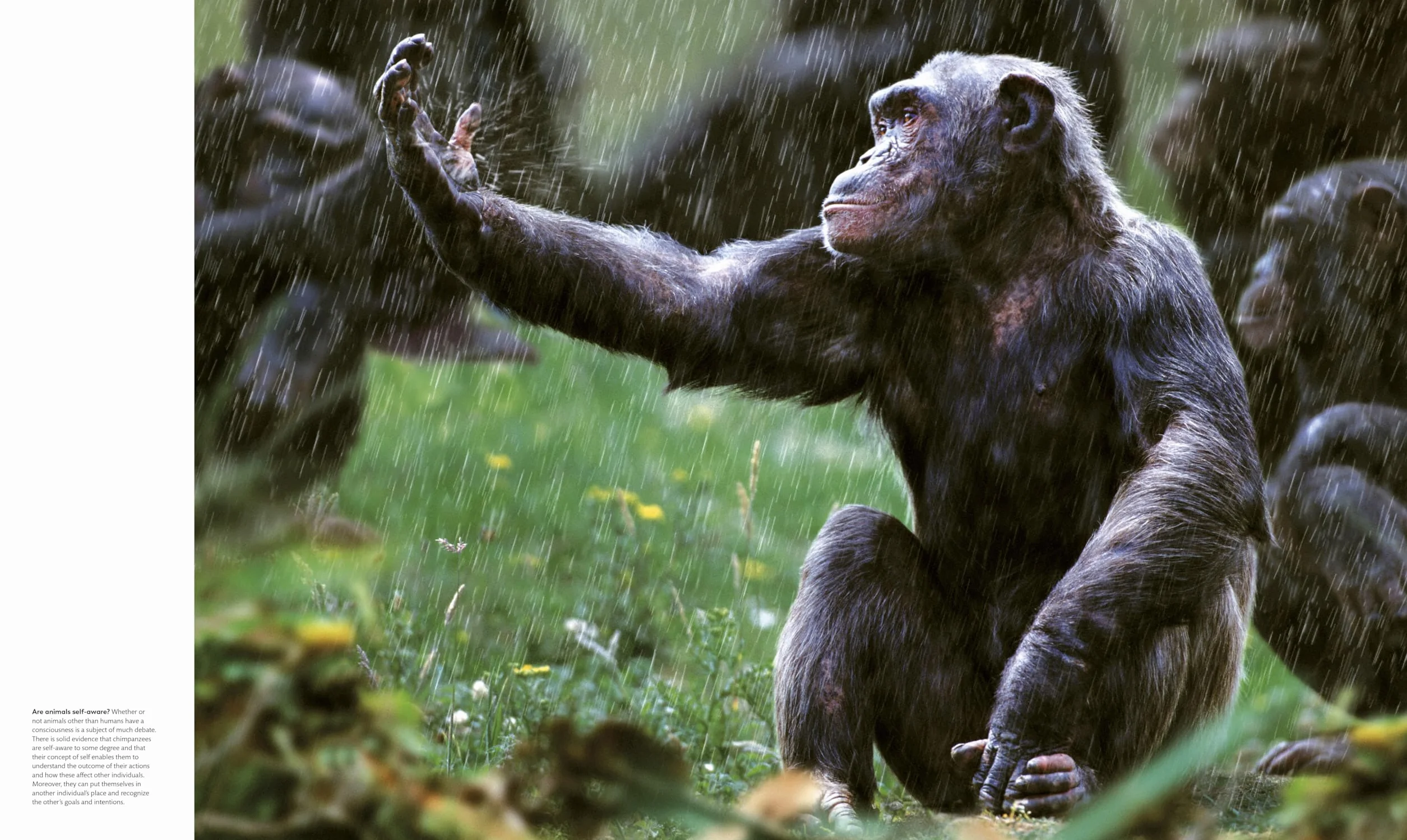 Animal Behavior: Stories of Instinct, Intelligence, and Adaptation