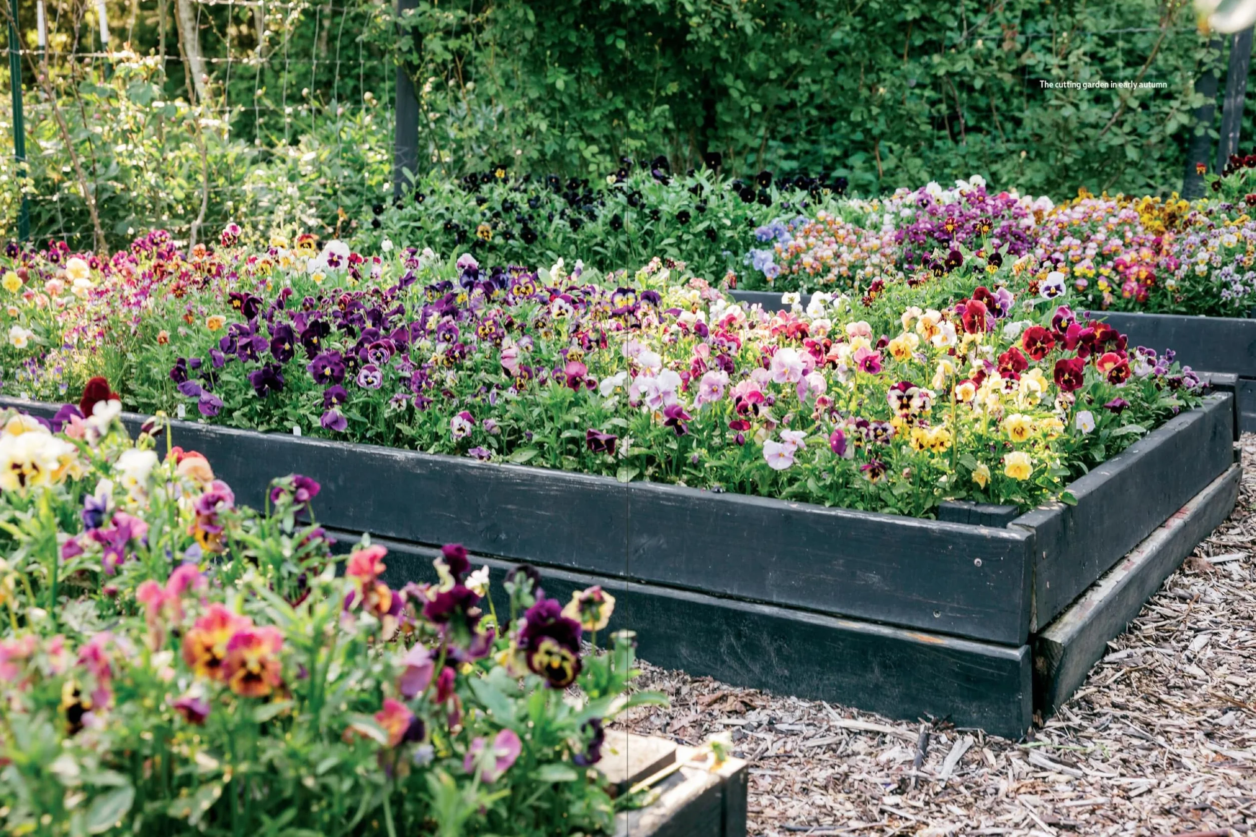 Pansies Violas Growing Guide: Create Beauty with Pansies and Violas