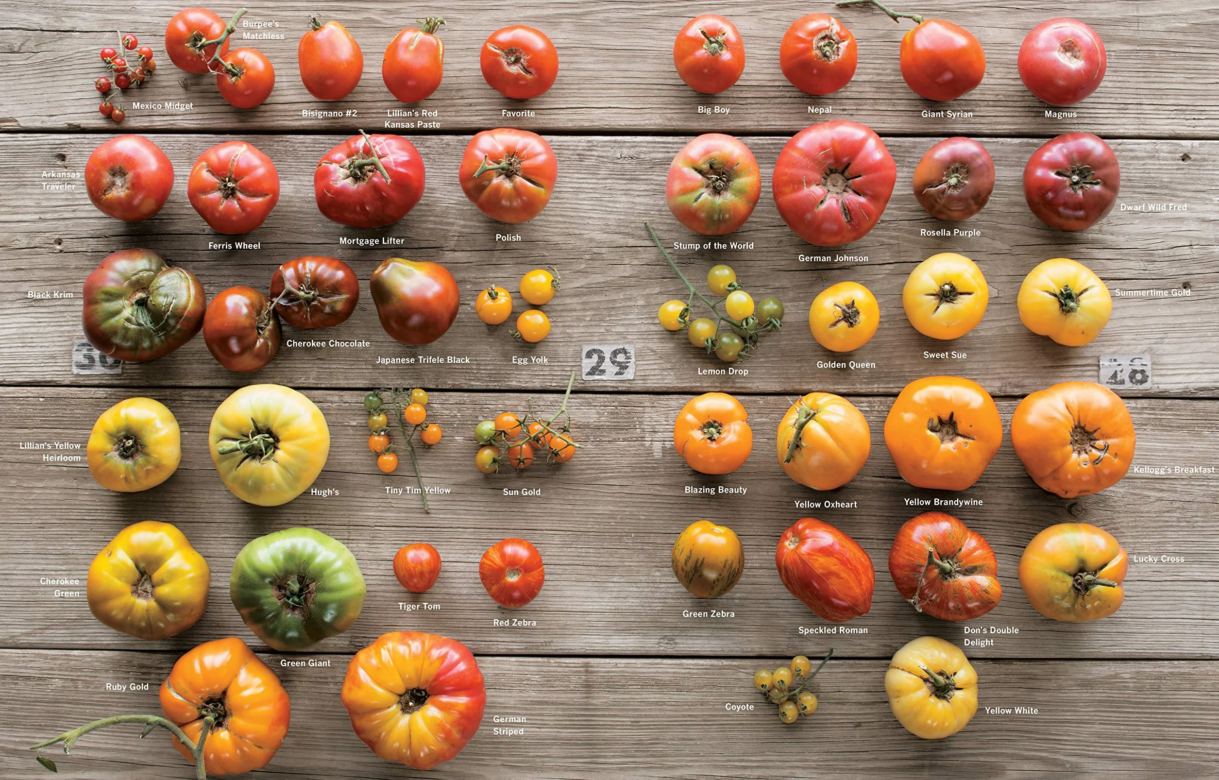Epic Tomatoes: How to Select and Grow the Best Varieties