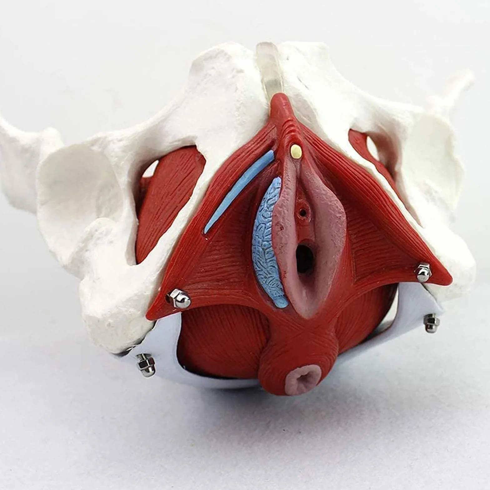 Medyczny anatomiczny model miednicy naturalnej naturalnej ze zdejmowanymi organami – model miednicy – żeński szkielet miednicy – model anatomiczny