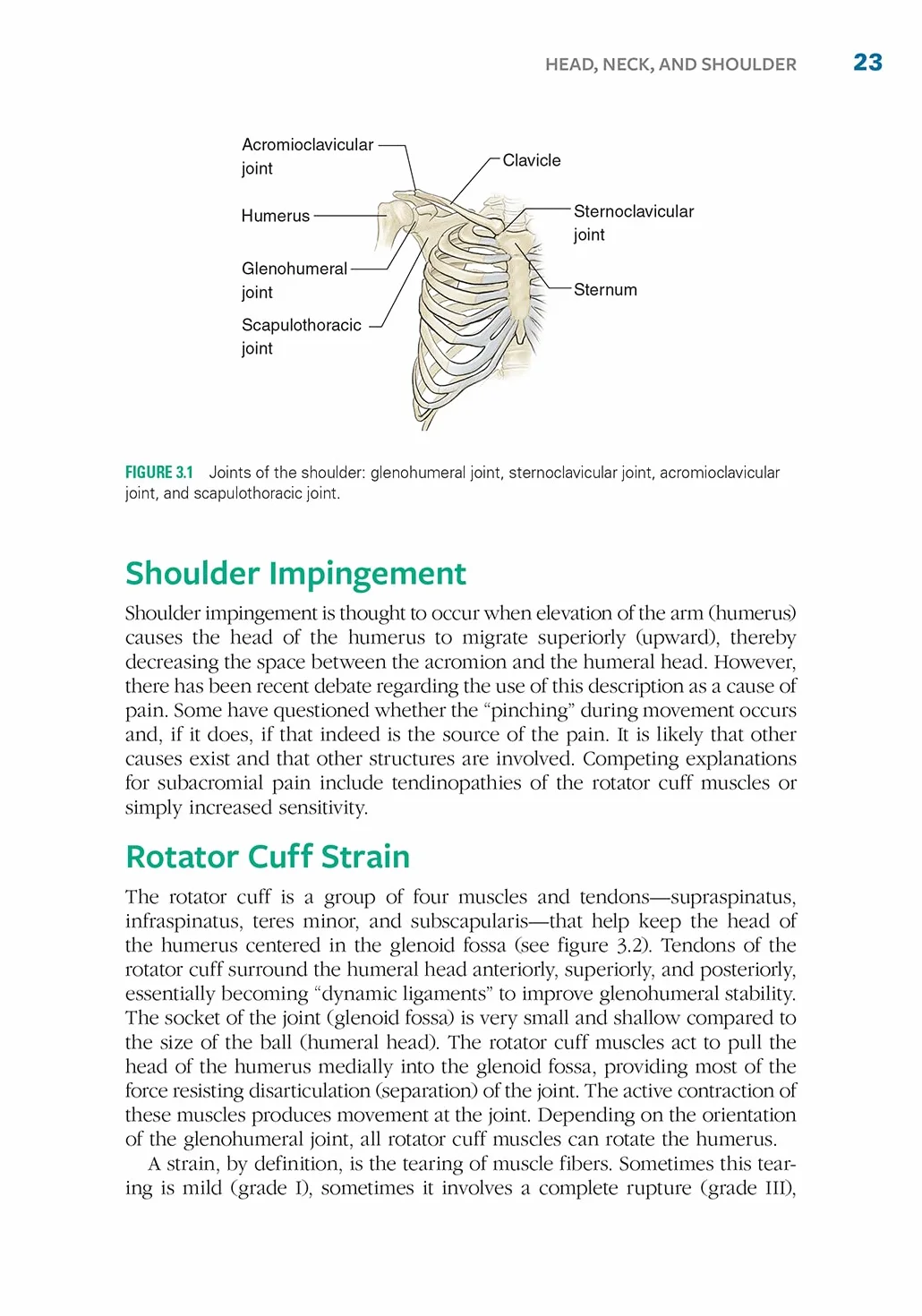 Sport Injury Prevention Anatomy