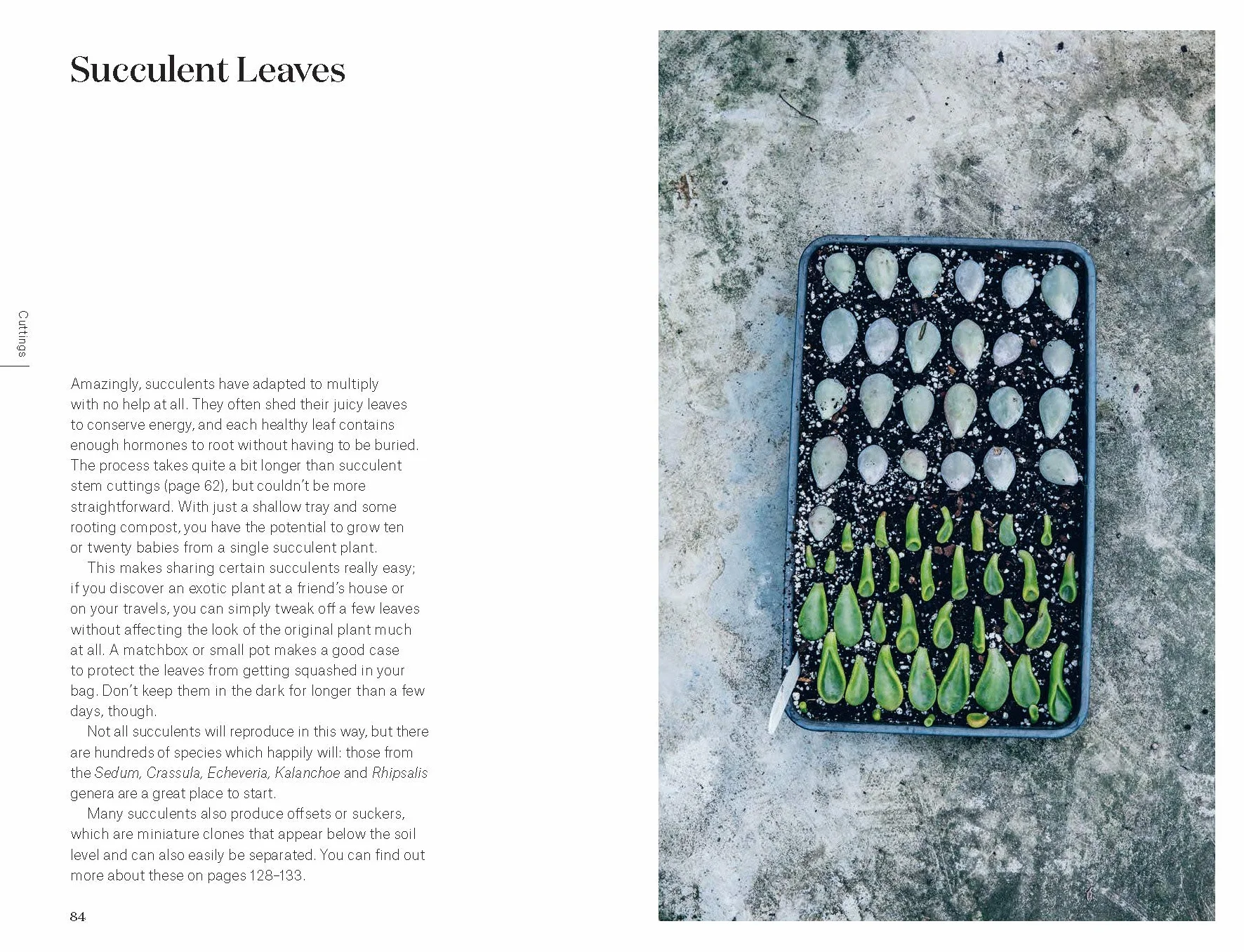 Root, Nurture, Grow: The Essential Guide to Propagating and Sharing Houseplants