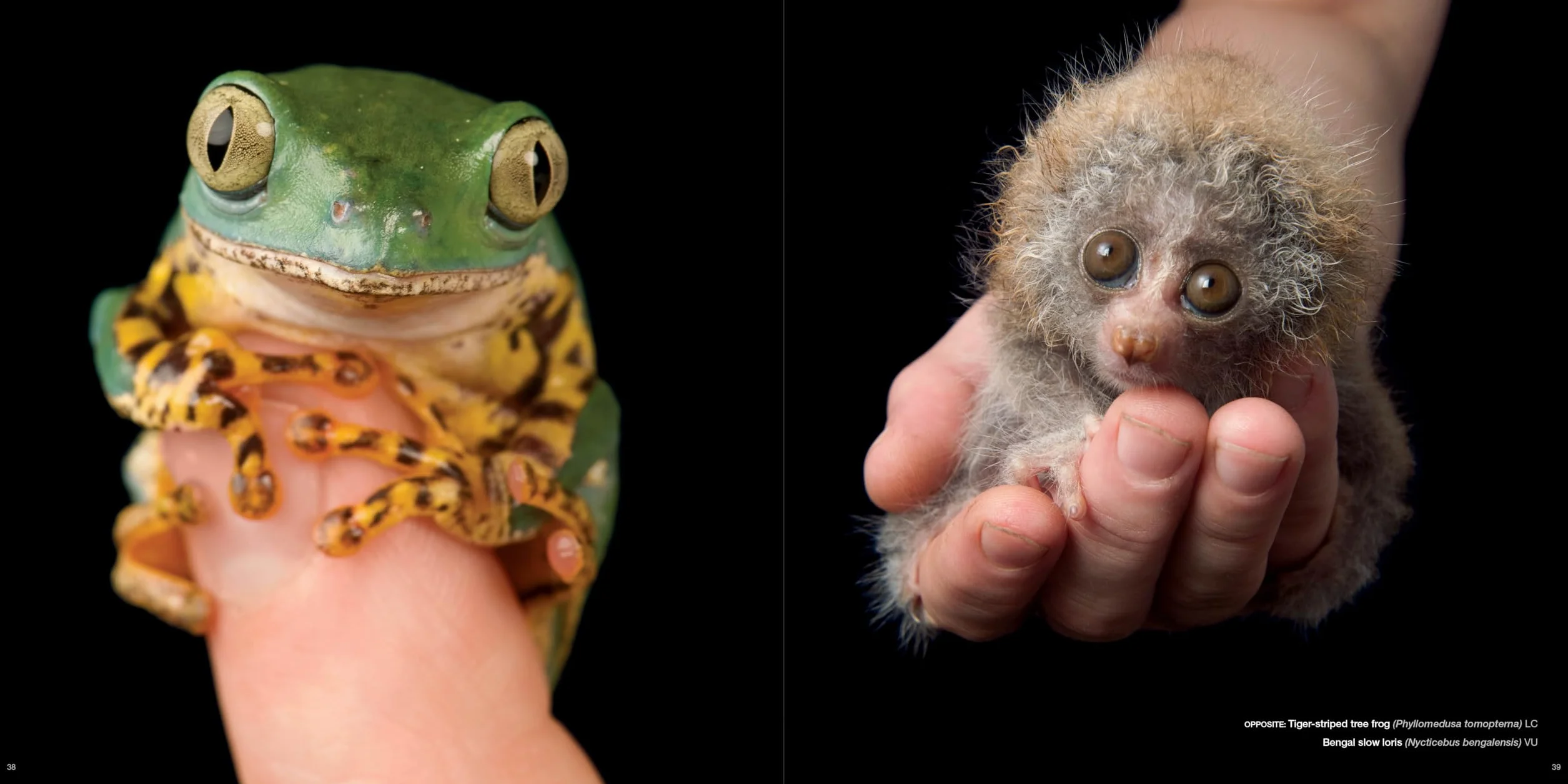 National Geographic The Photo Ark: One Man's Quest to Document the World's Animals