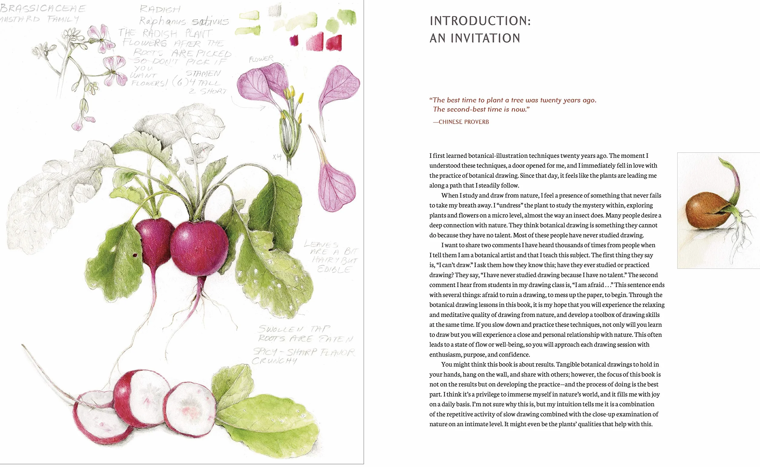 The Joy of Botanical Drawing: A Step-by-Step Guide to Drawing and Painting Flowers, Leaves, Fruit
