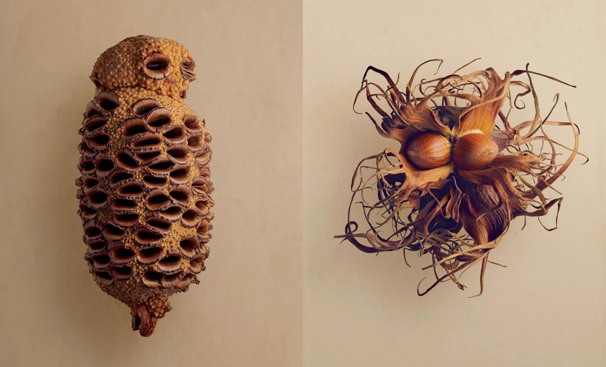 The Hidden Beauty of Seeds & Fruits: The Botanical Photography of Levon Biss
