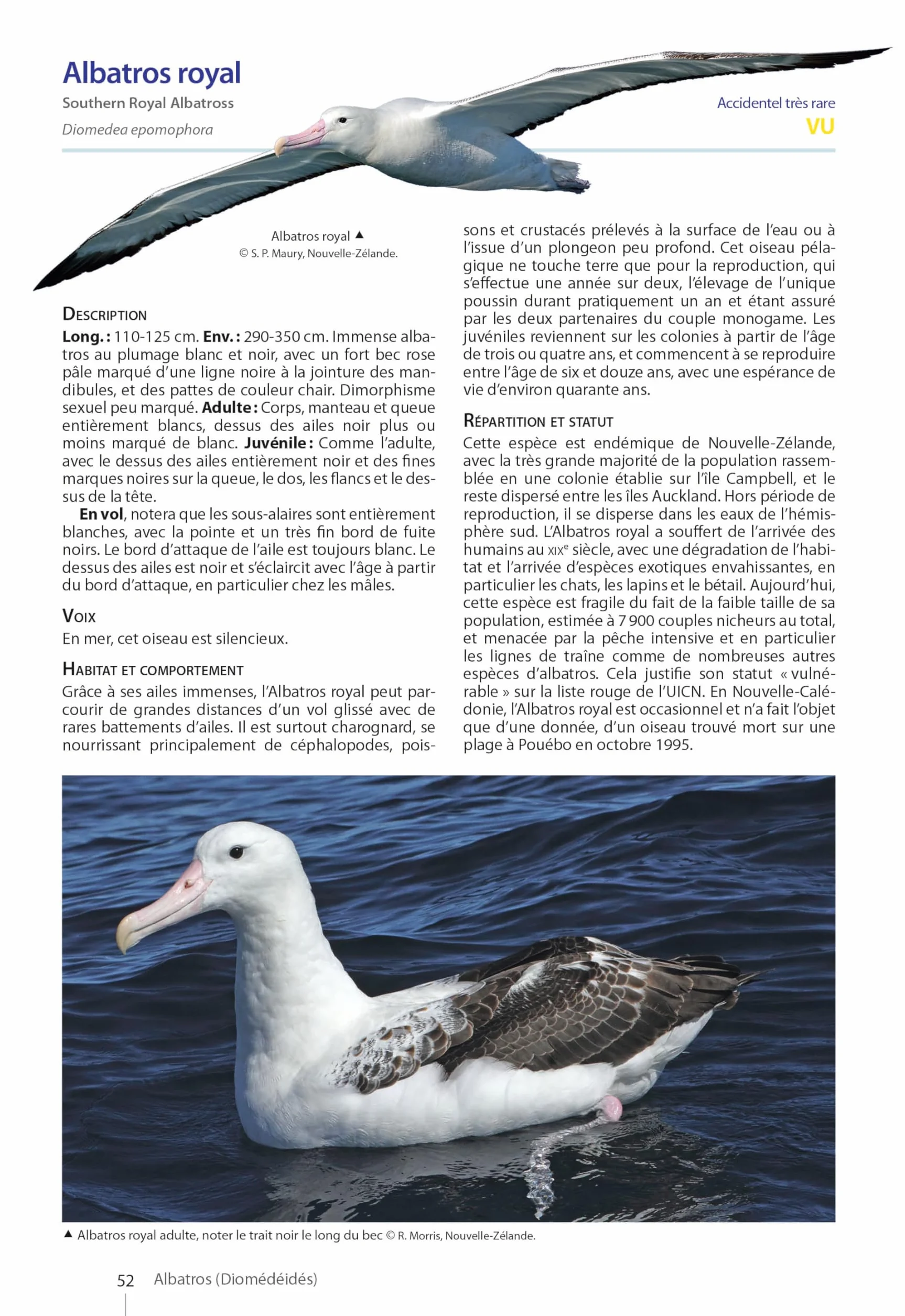 Guide des Oiseaux de Nouvelle-Calédonie: Grande Terre, Iles Loyauté et archipels éloignés