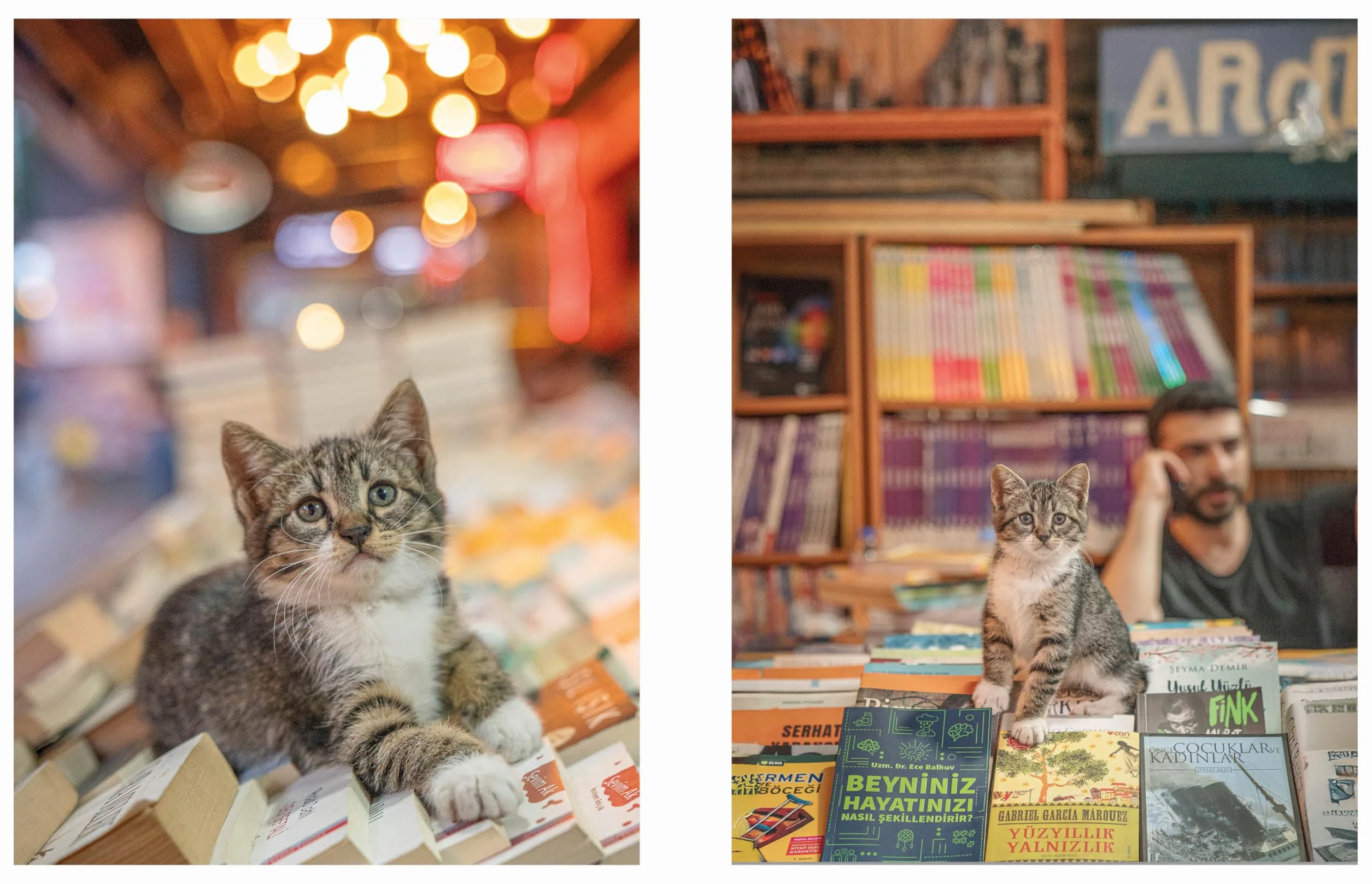 City Cats of Istanbul /anglais