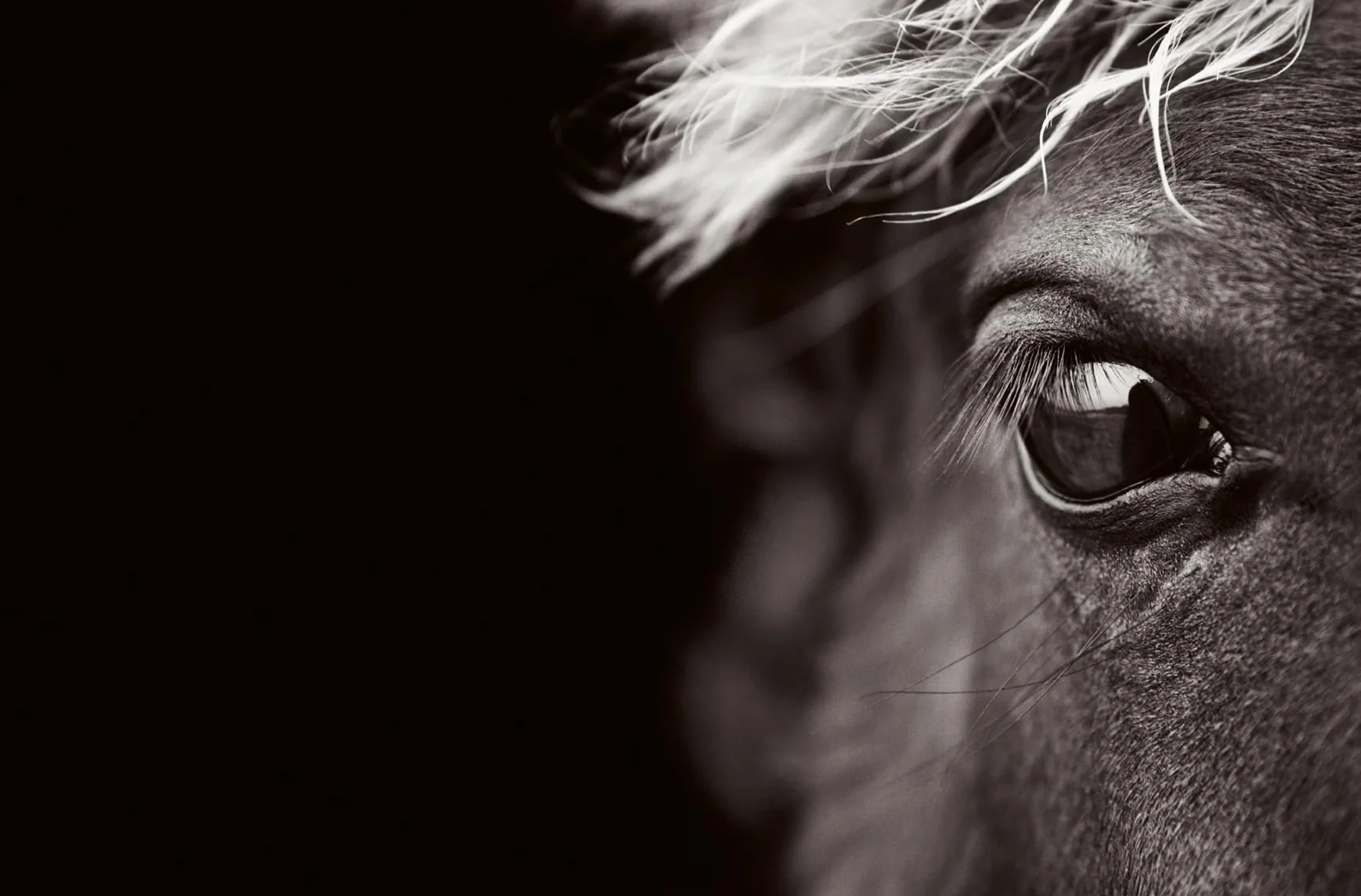 Untamed Spirits: Horses from Around the World