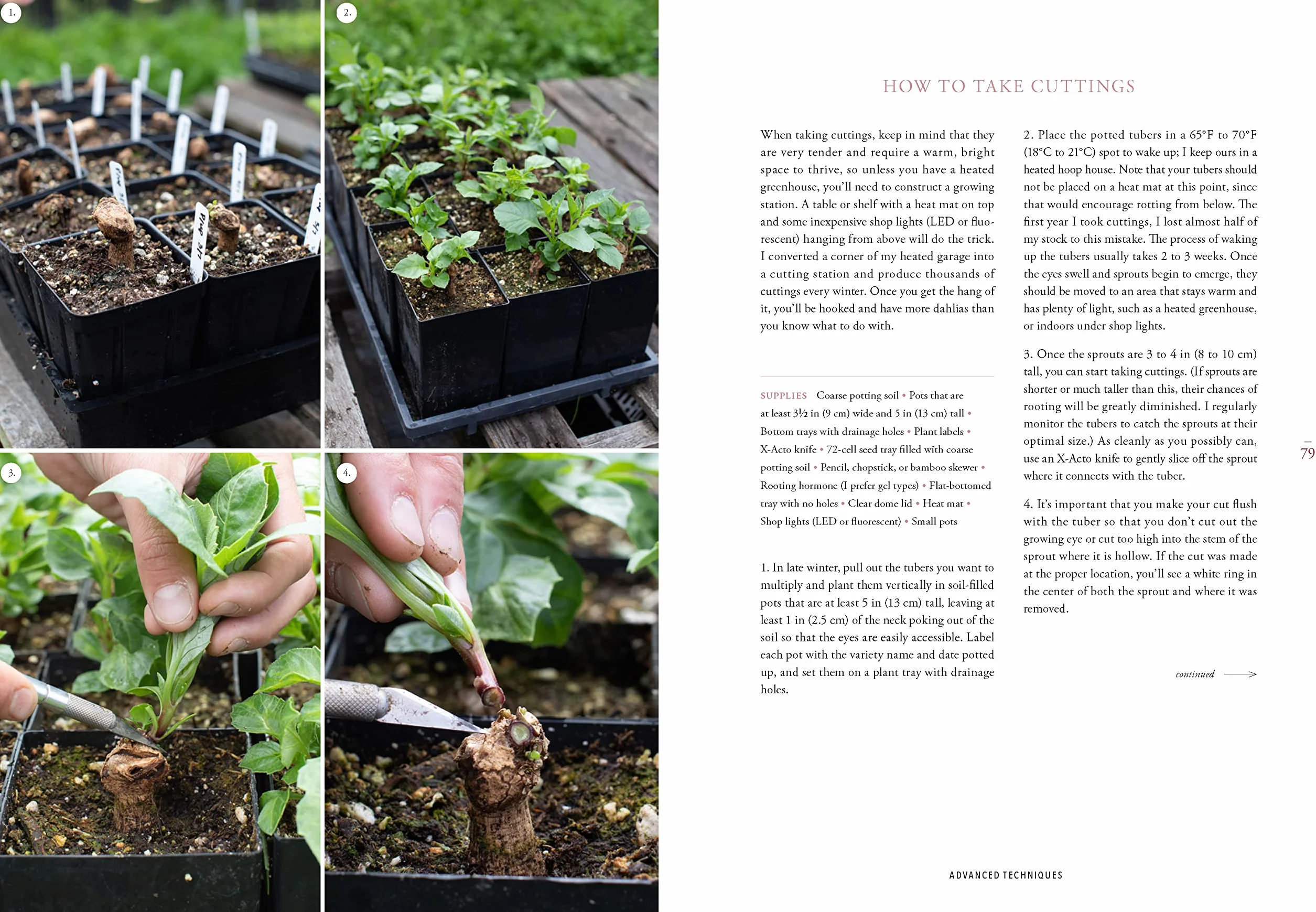 Floret Farm's Discovering Dahlias: A Guide to Growing and Arranging Magnificent Blooms