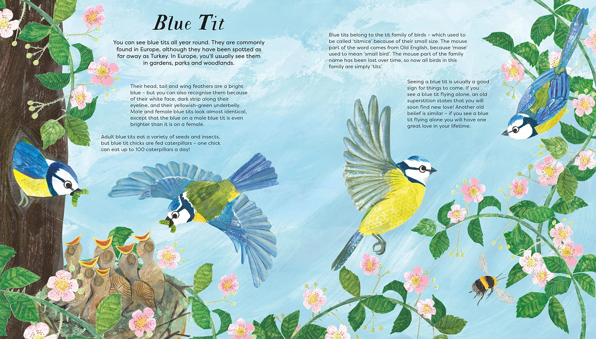 National Trust: Birds of a Feather: Press out and learn about 10 beautiful birds