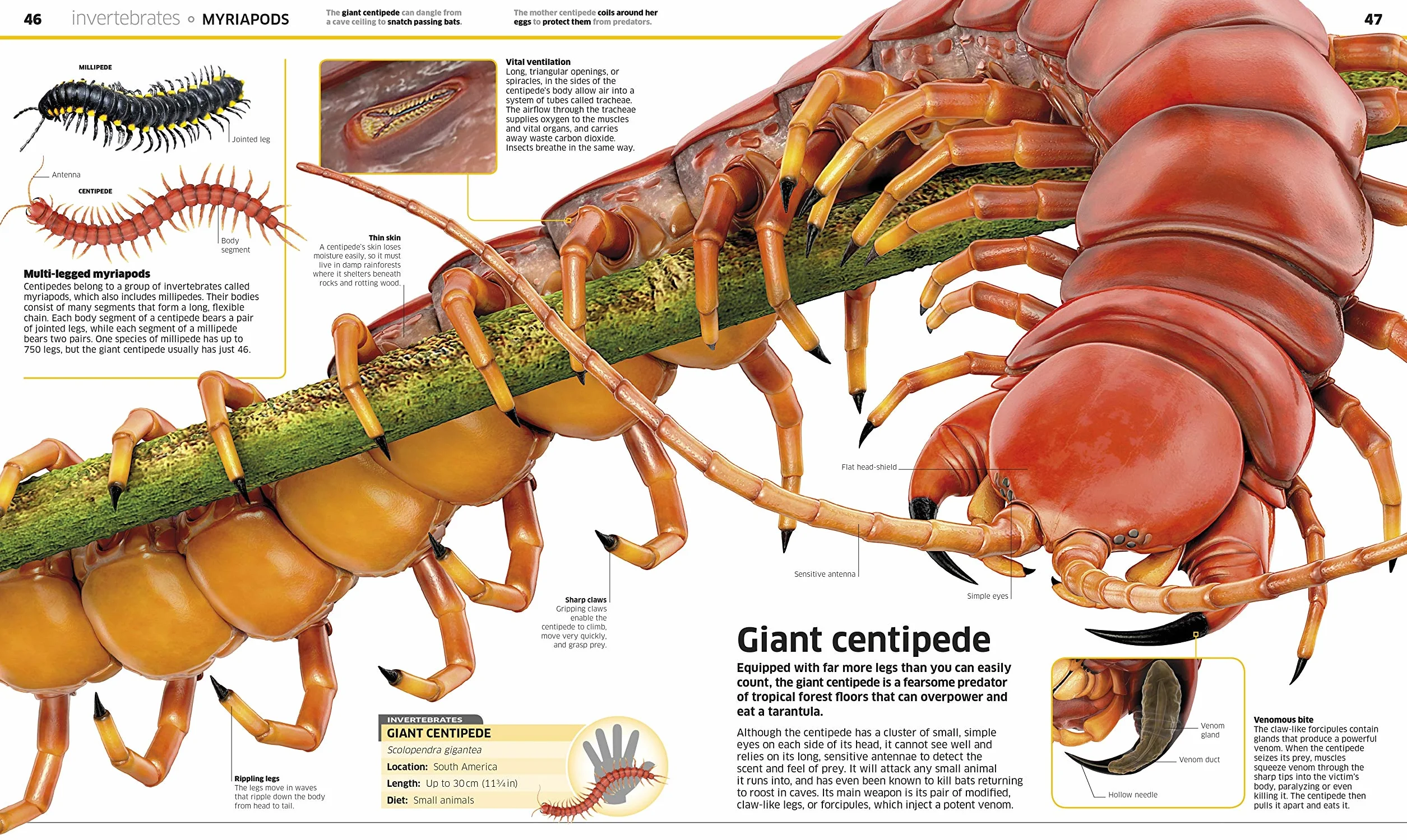 Knowledge Encyclopedia Animal!: The Animal Kingdom as you've Never Seen it Before