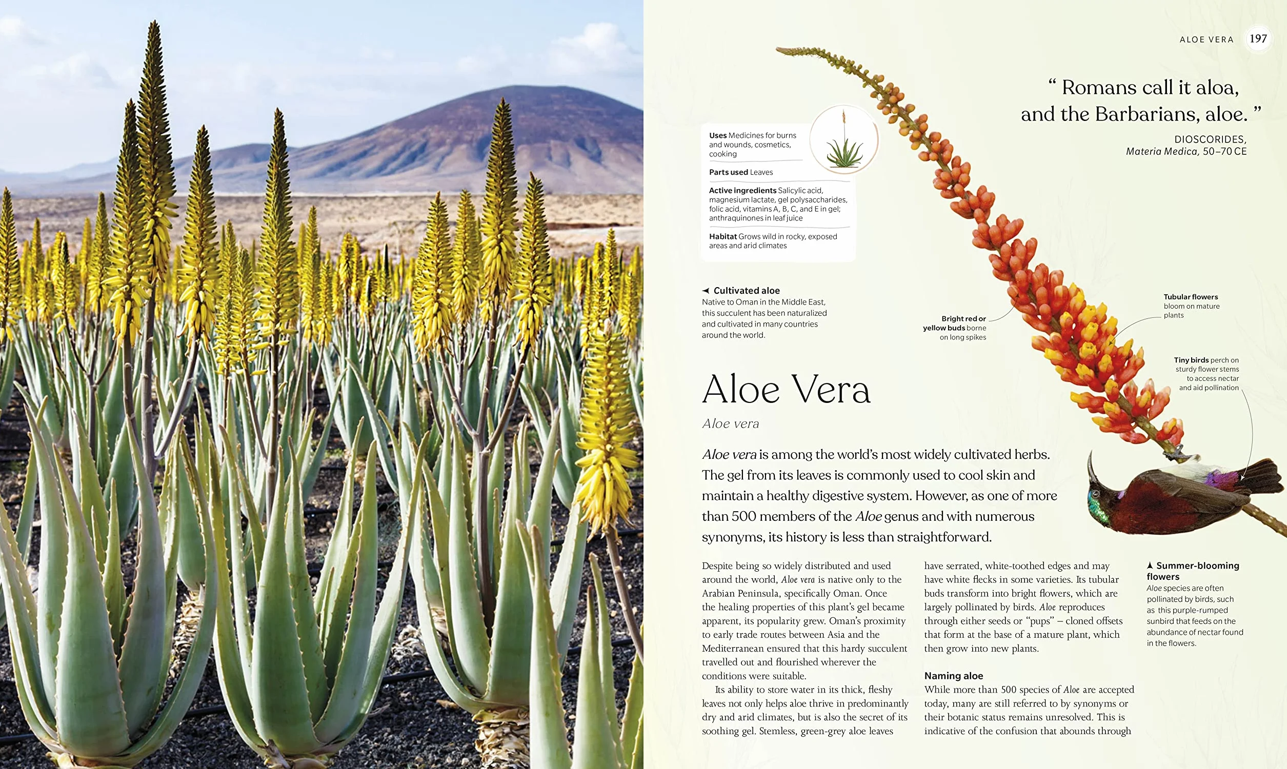 The Herb Book: Stories, Science, and History of Herbs